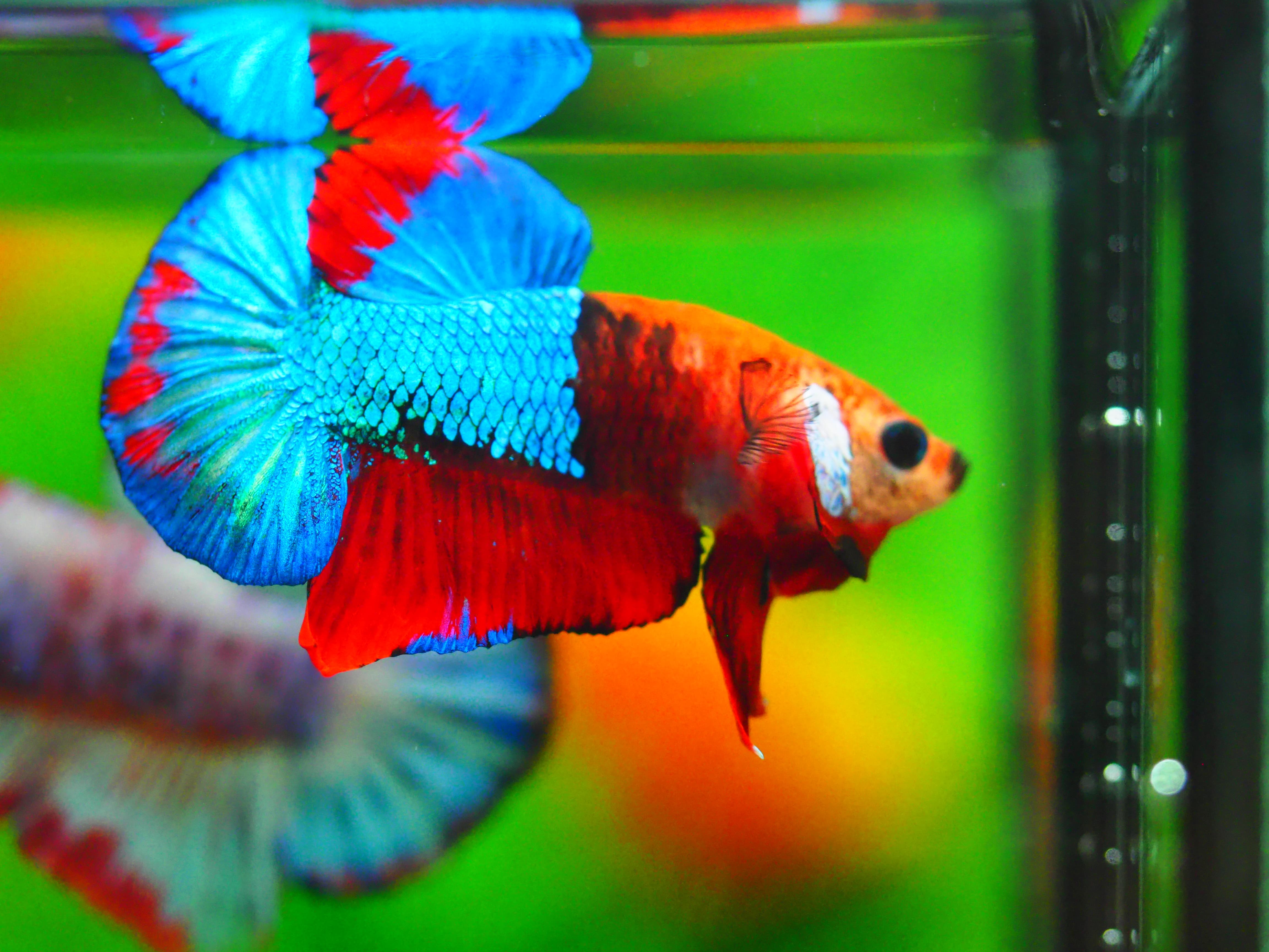 HMPK KOI GALAXY MALE GRADE A +++