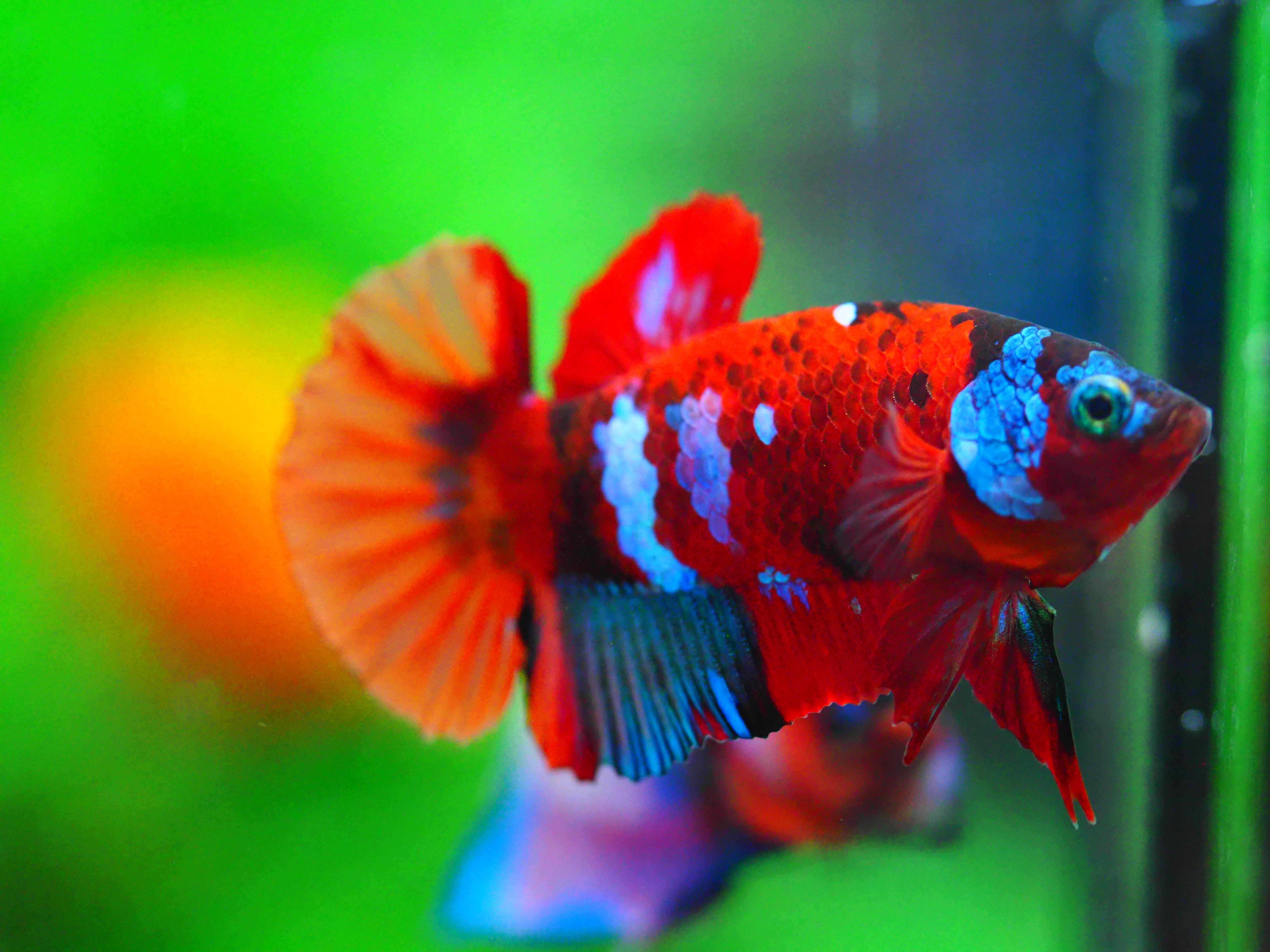 HMPK NEMO GALAXY MALE GRADE A +++