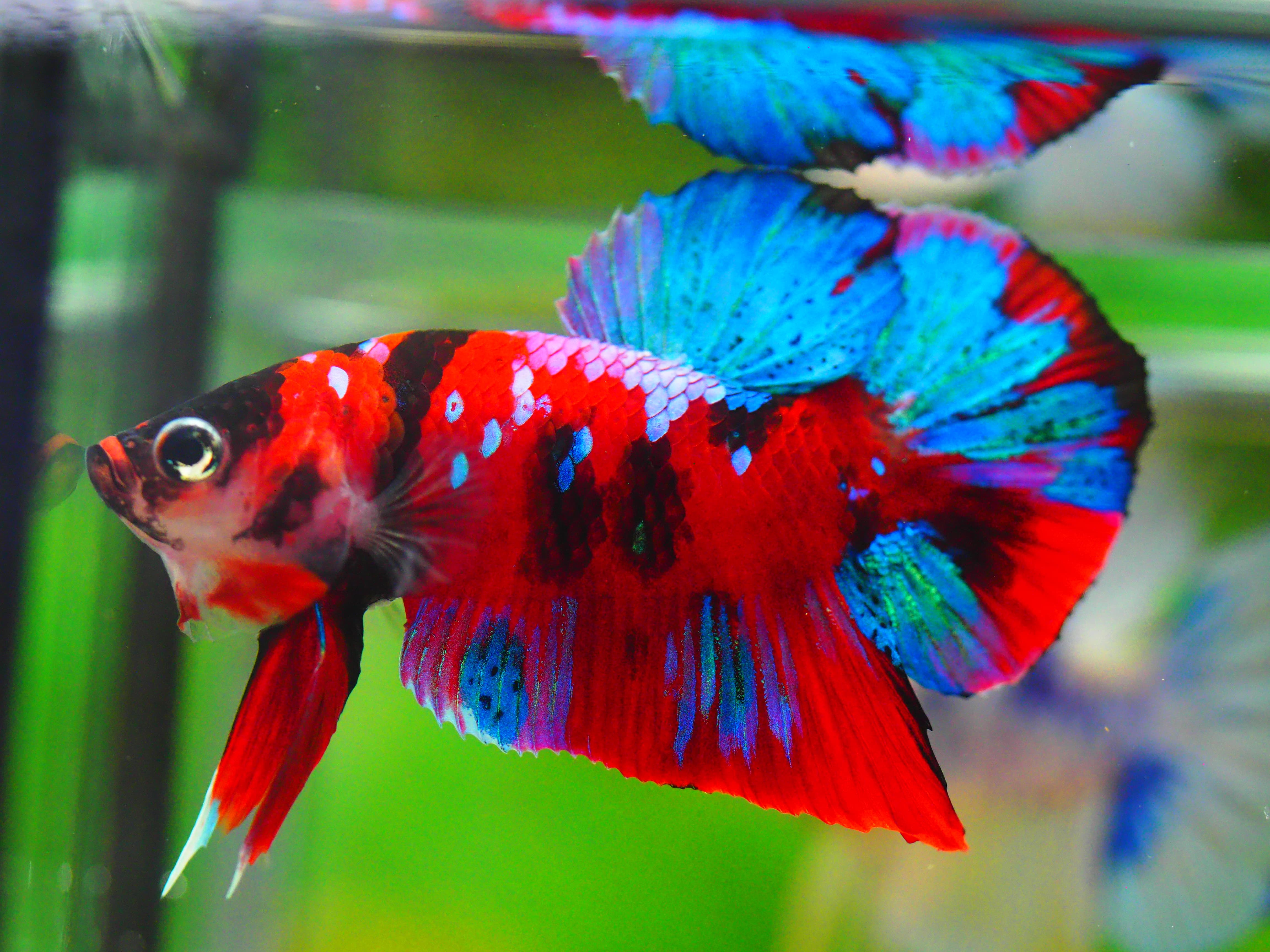 HMPK KOI GALAXY MALE GRADE A +++