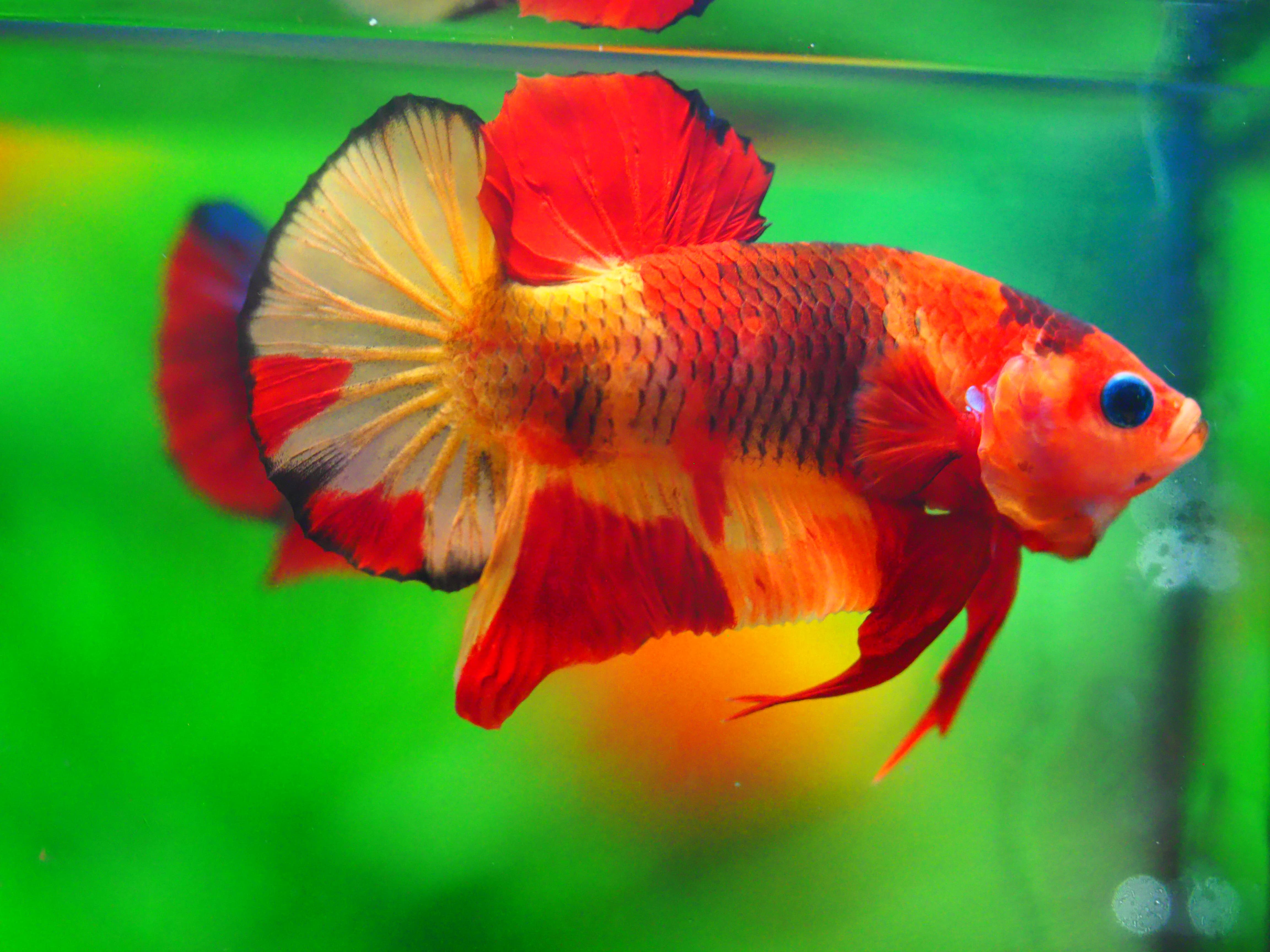 HMPK NEMO MALE GRADE A +++