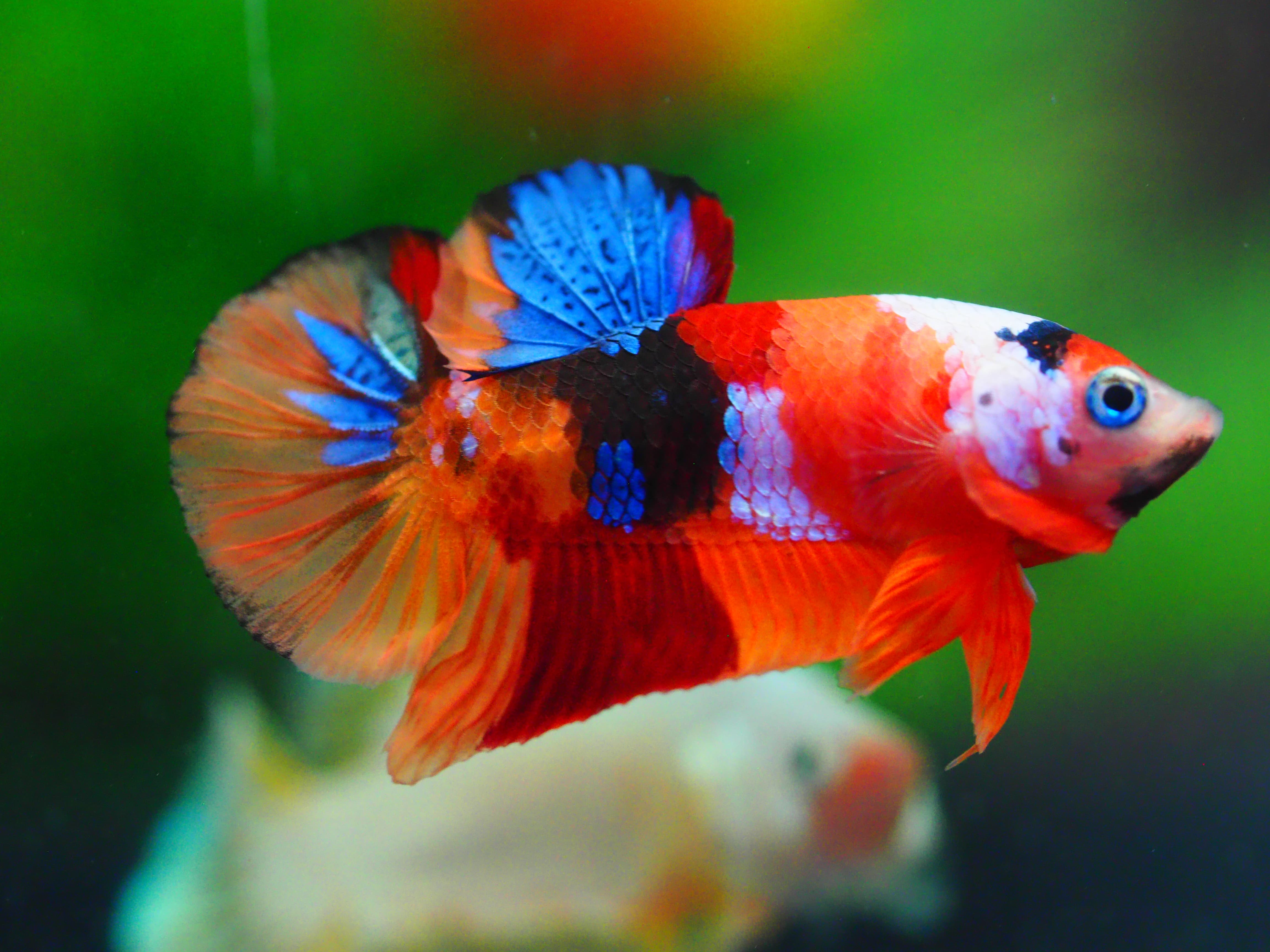 HMPK NEMO GALAXY MALE GRADE A++