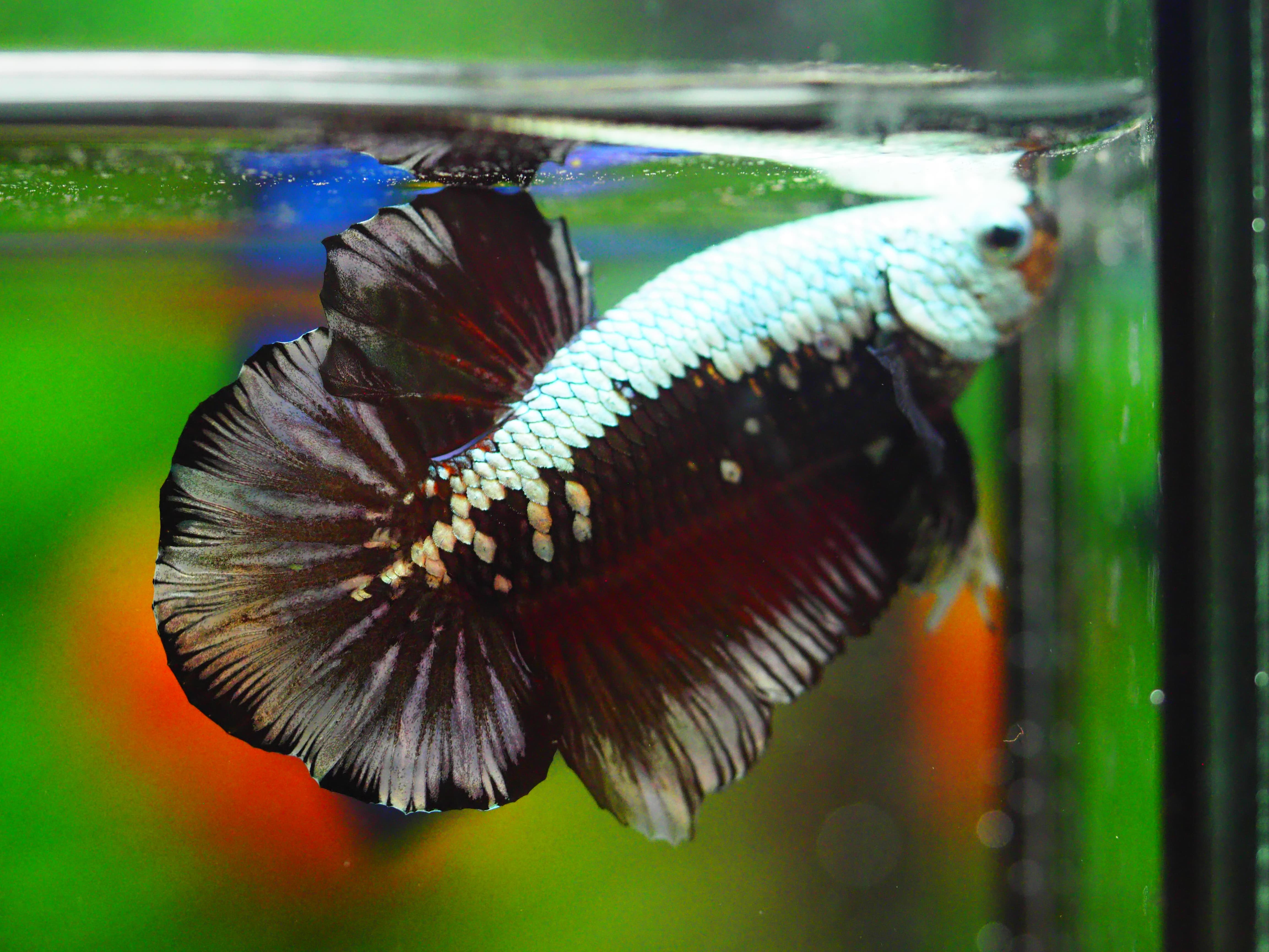 HMPK BLACK DRAGON MALE GRADE A +++