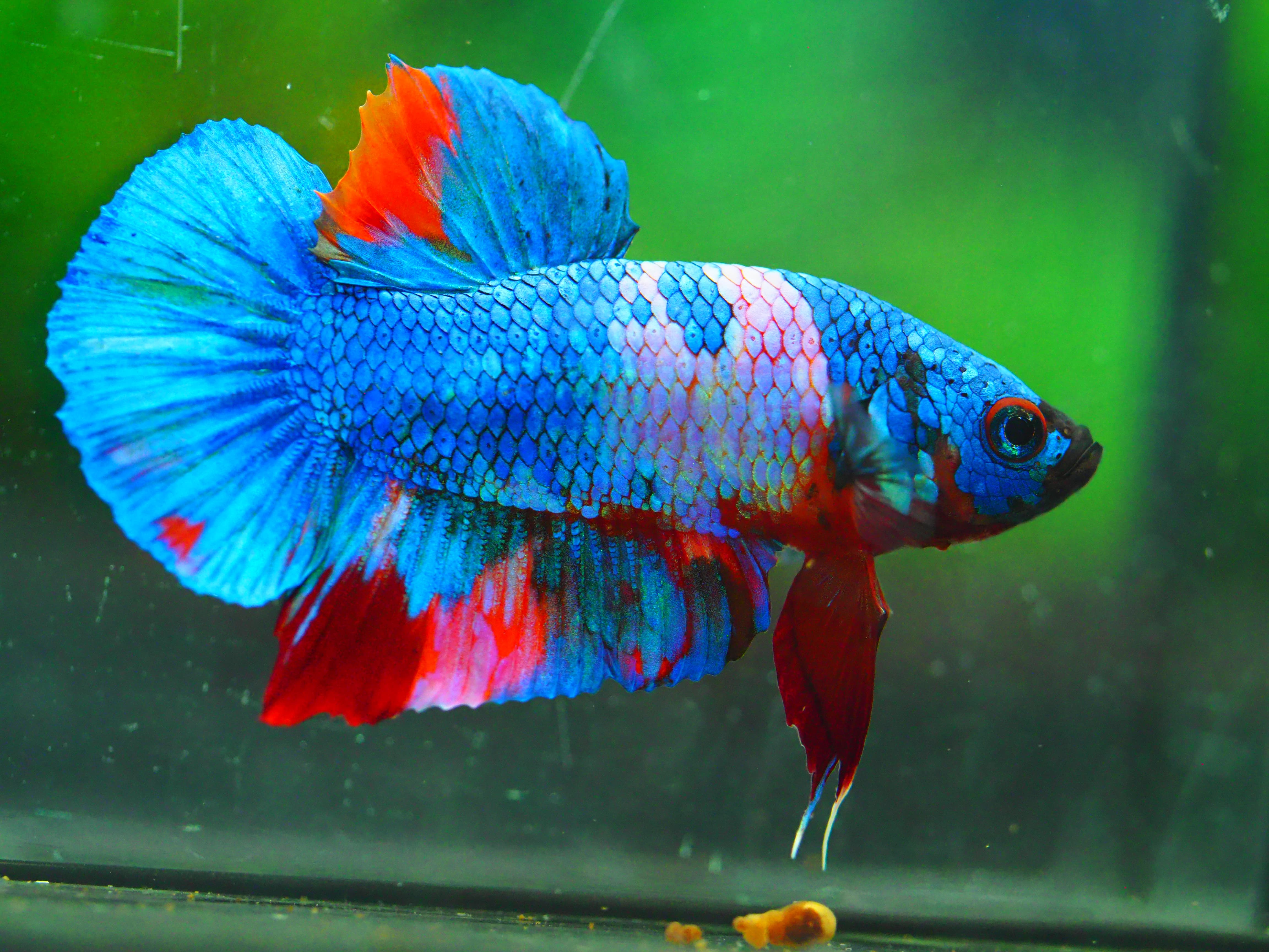 HMPK KOI GALAXY MALE GRADE A +++