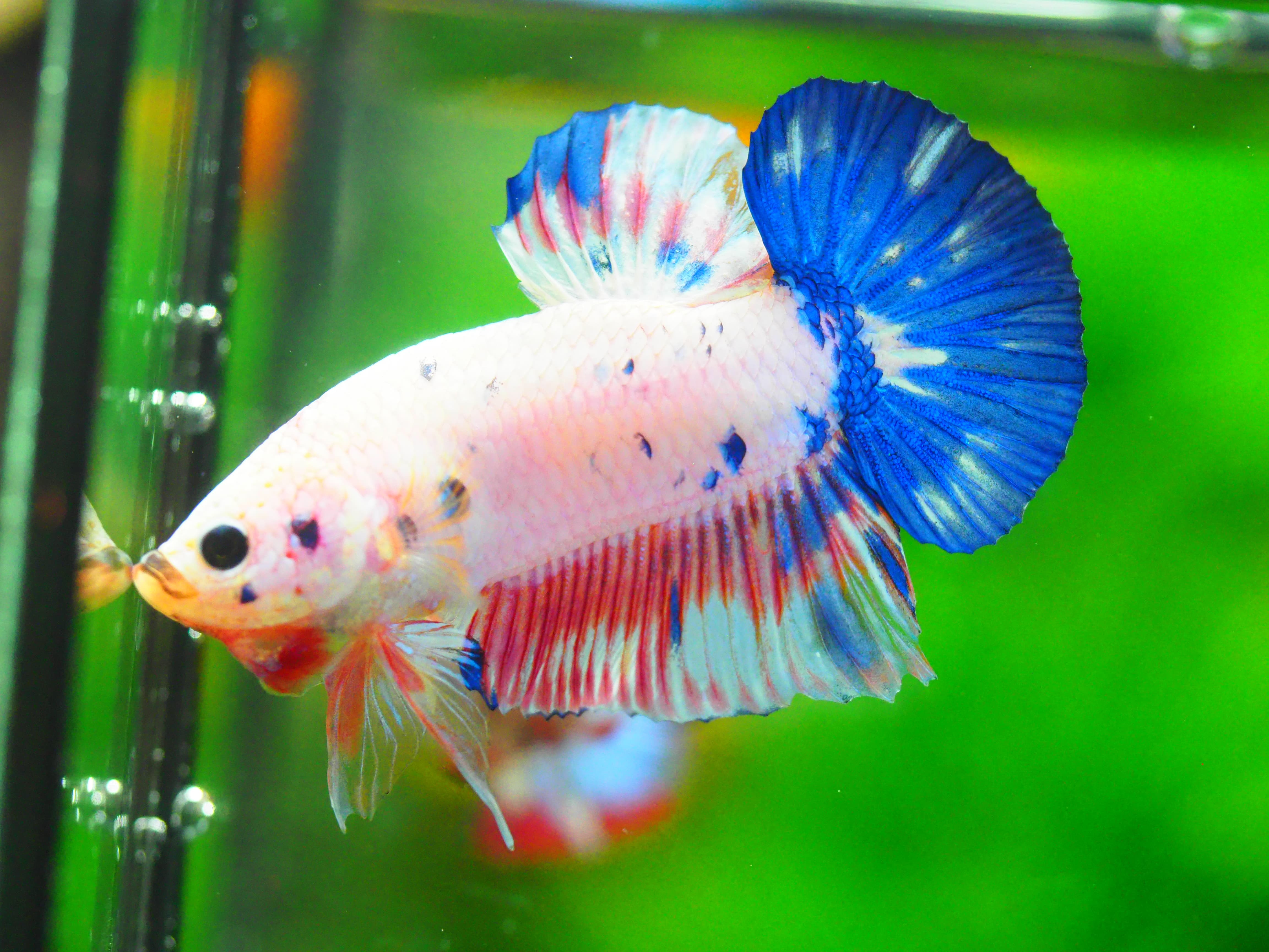 HMPK FANCY MALE GRADE A +++