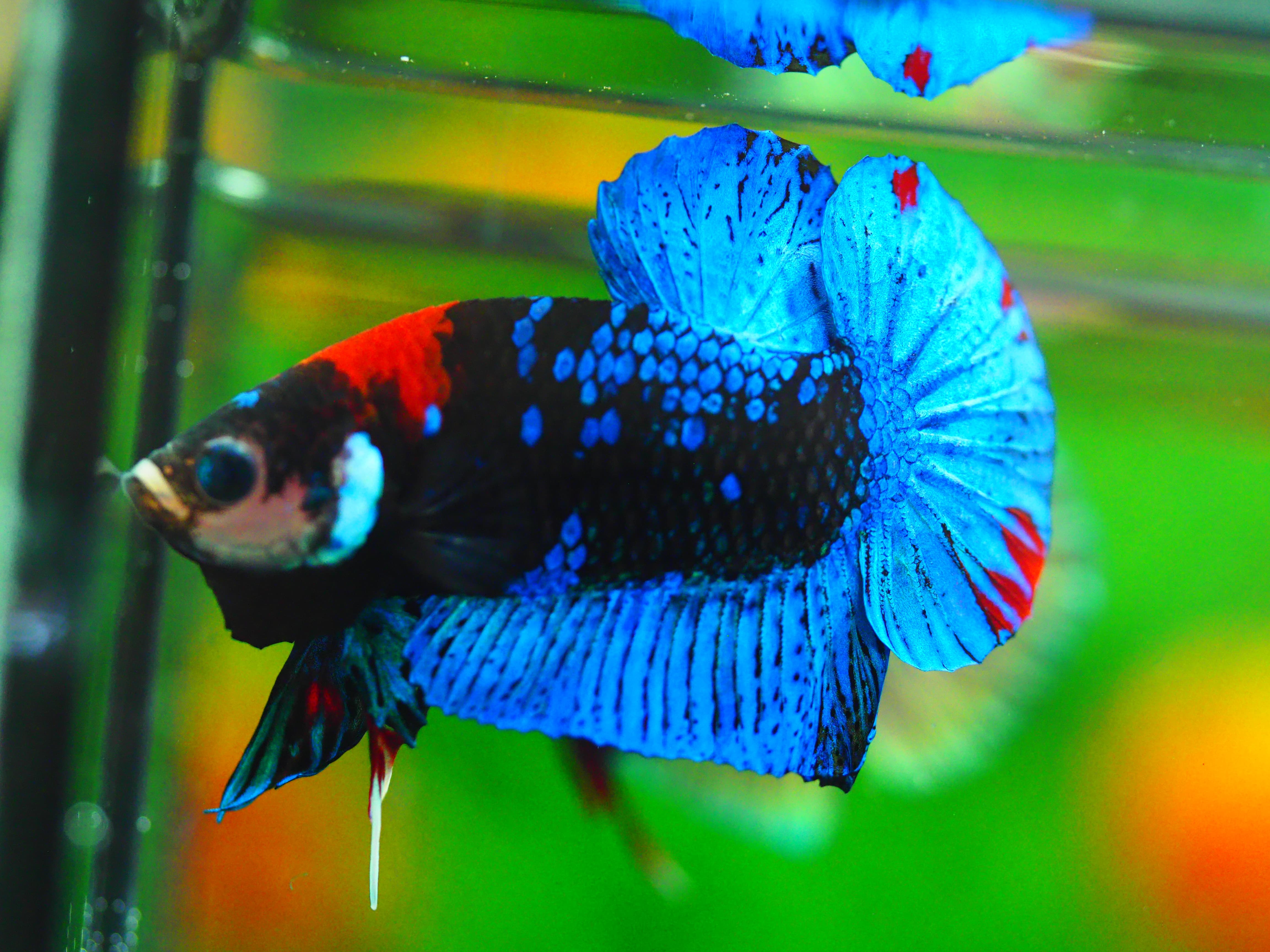 HMPK KOI GALAXY MALE GRADE A +++