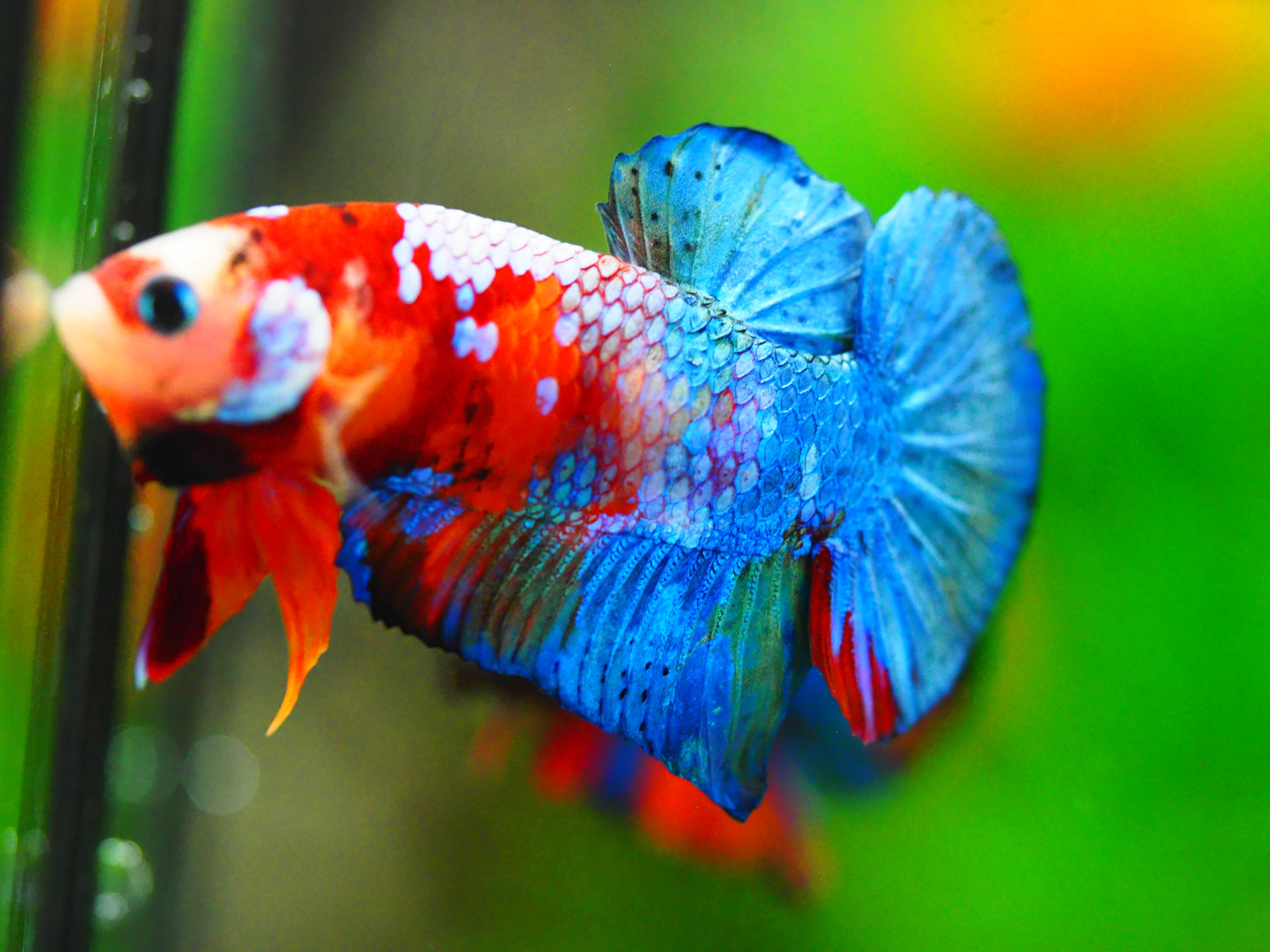 HMPK KOI GALAXY MALE GRADE A +++