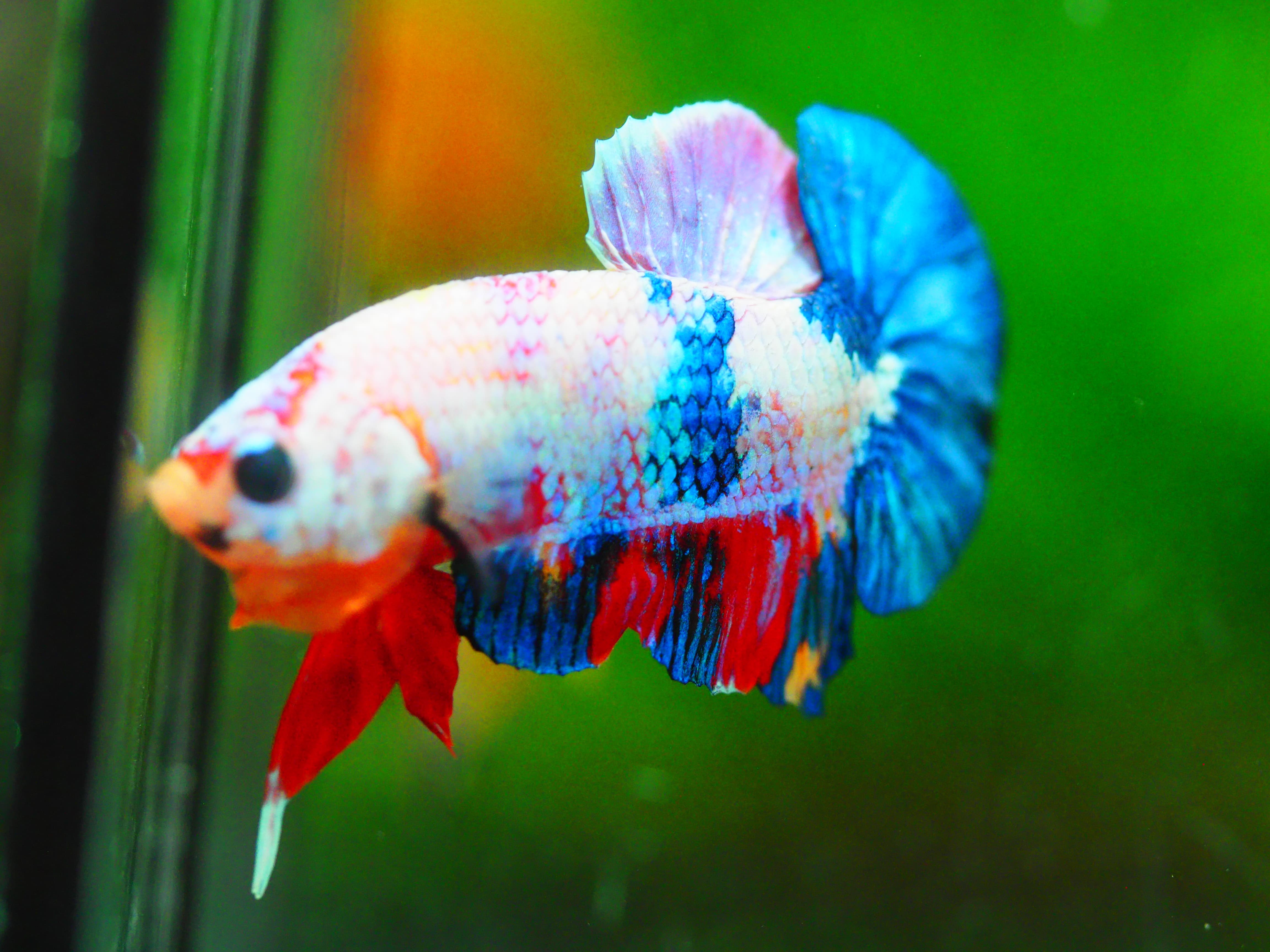 HMPK KOI FANCY MALE GRADE A +++