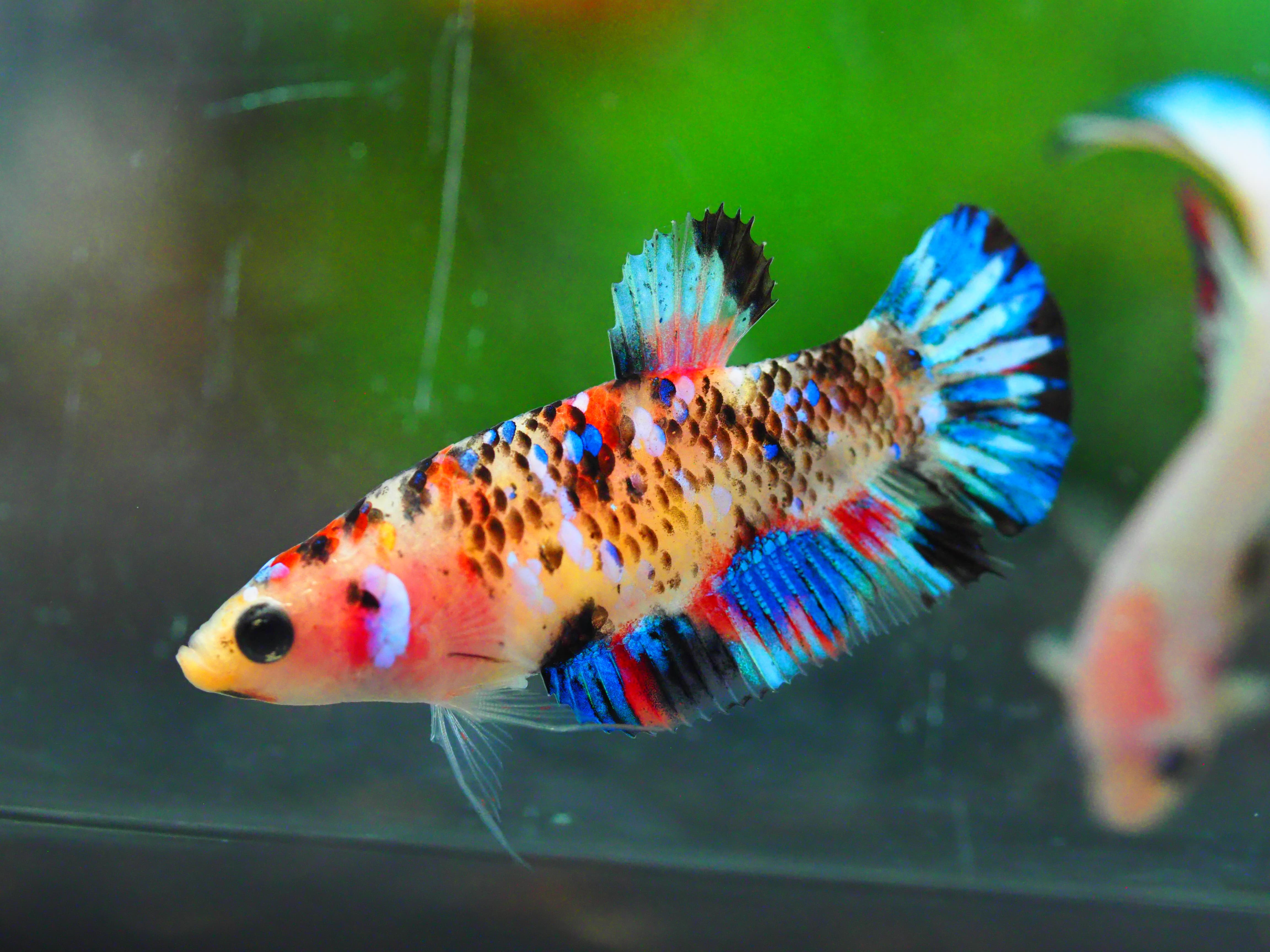 HMPK KOI GALAXY FNMALE GRADE A +++