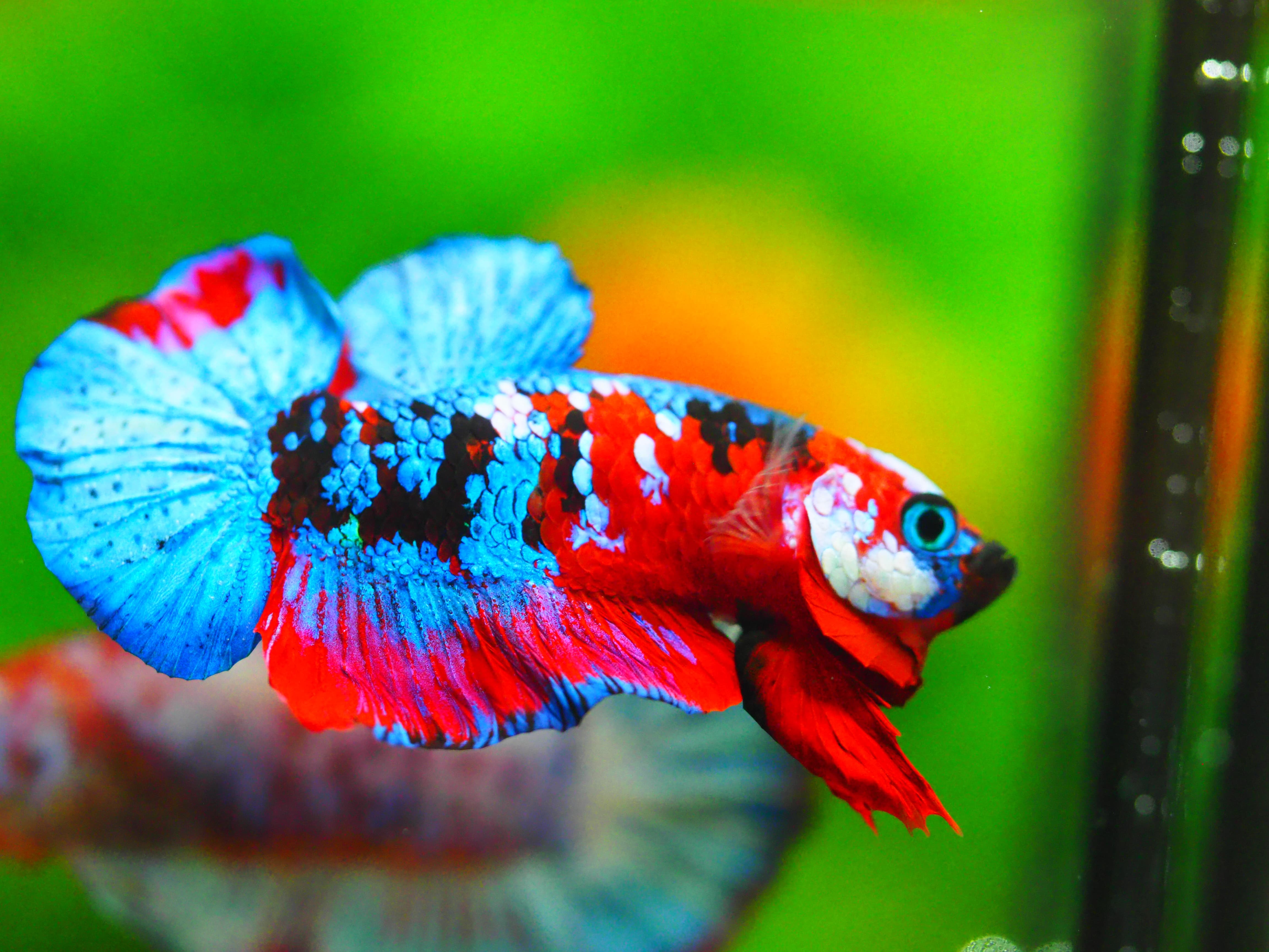 HMPK KOI GALAXY MALE GRADE A +++