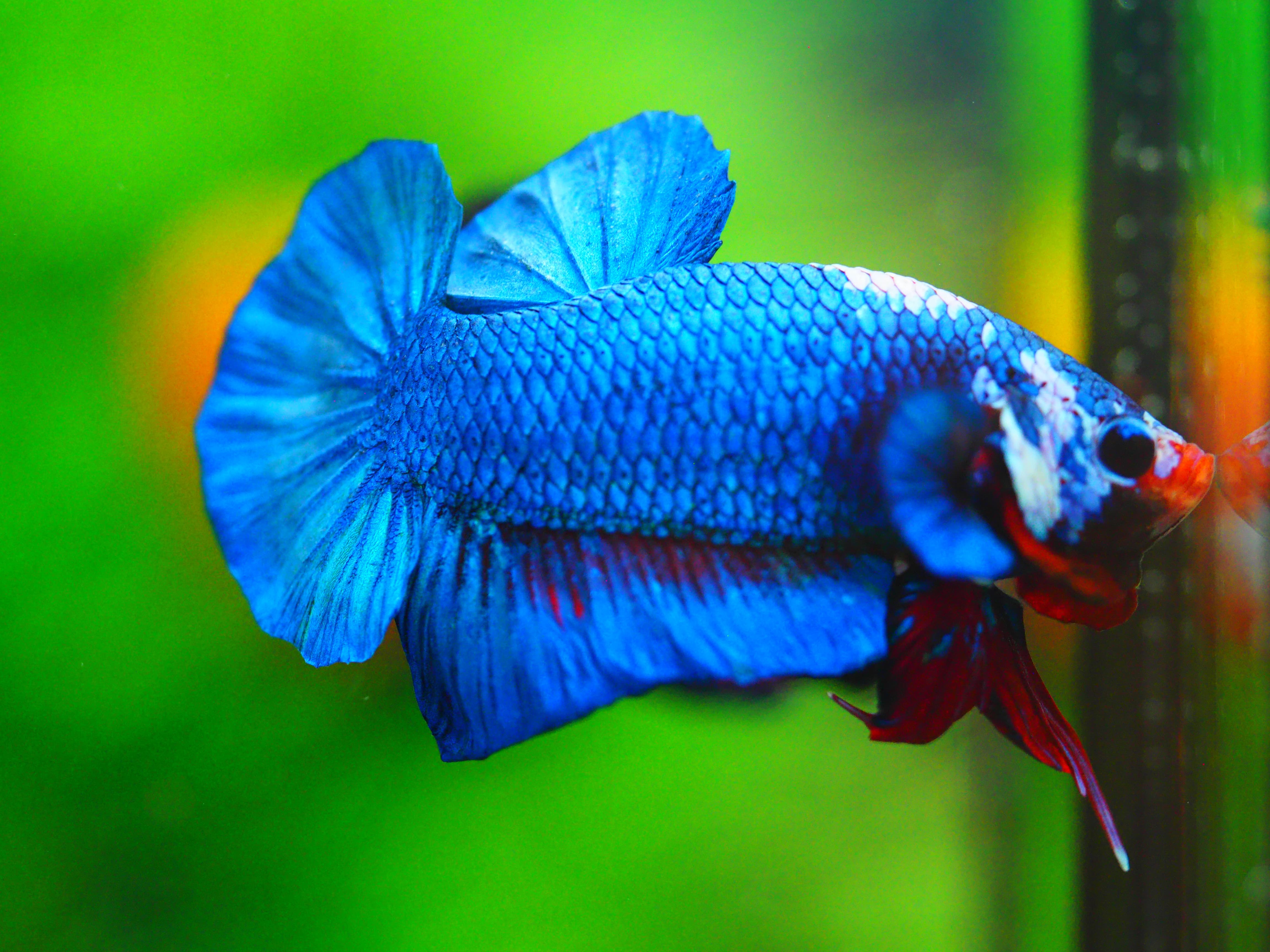 HMPK KOI FANCY MALE GRADE A +++