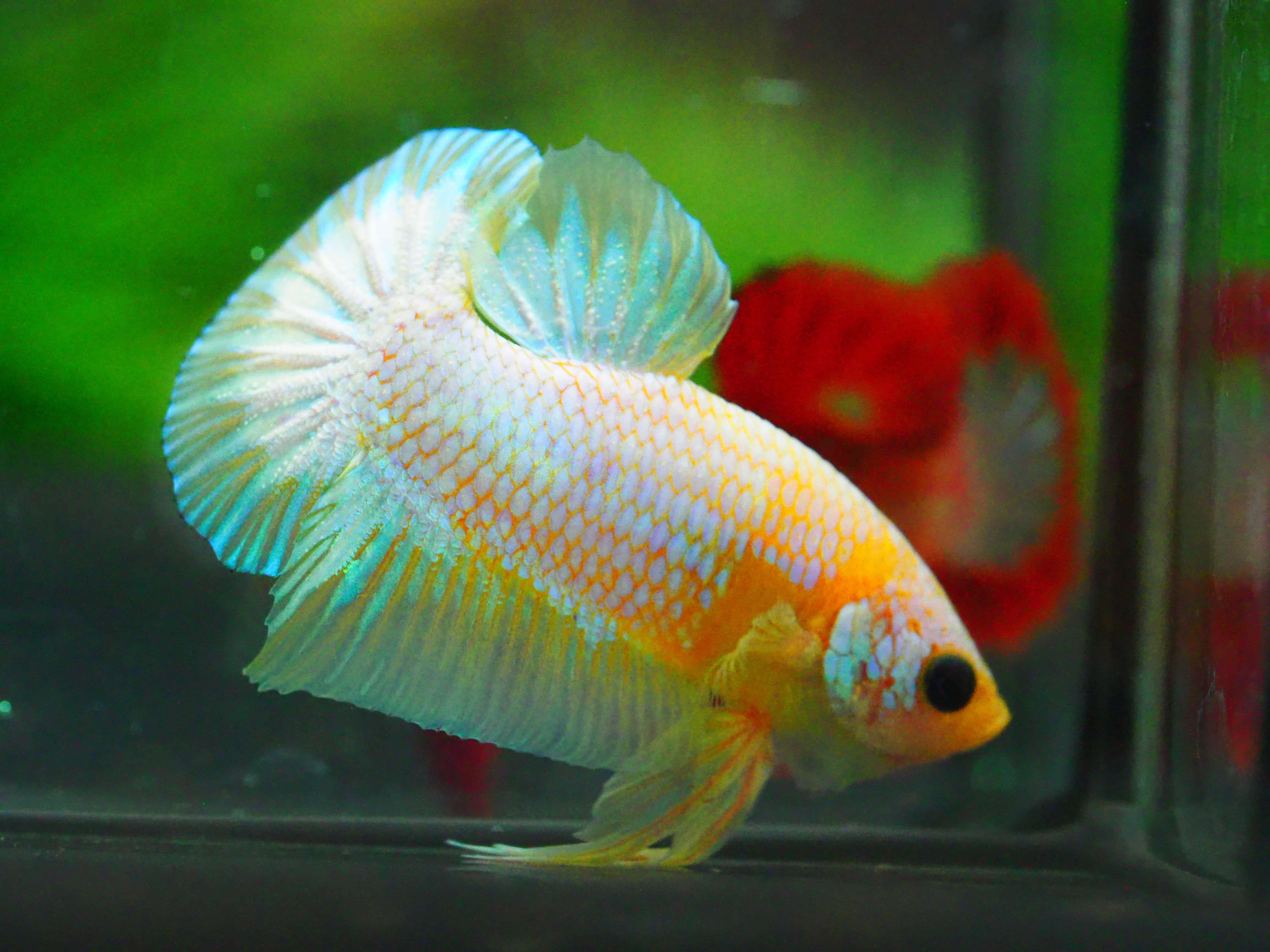 HMPK FANCY MALE GRADE A +++