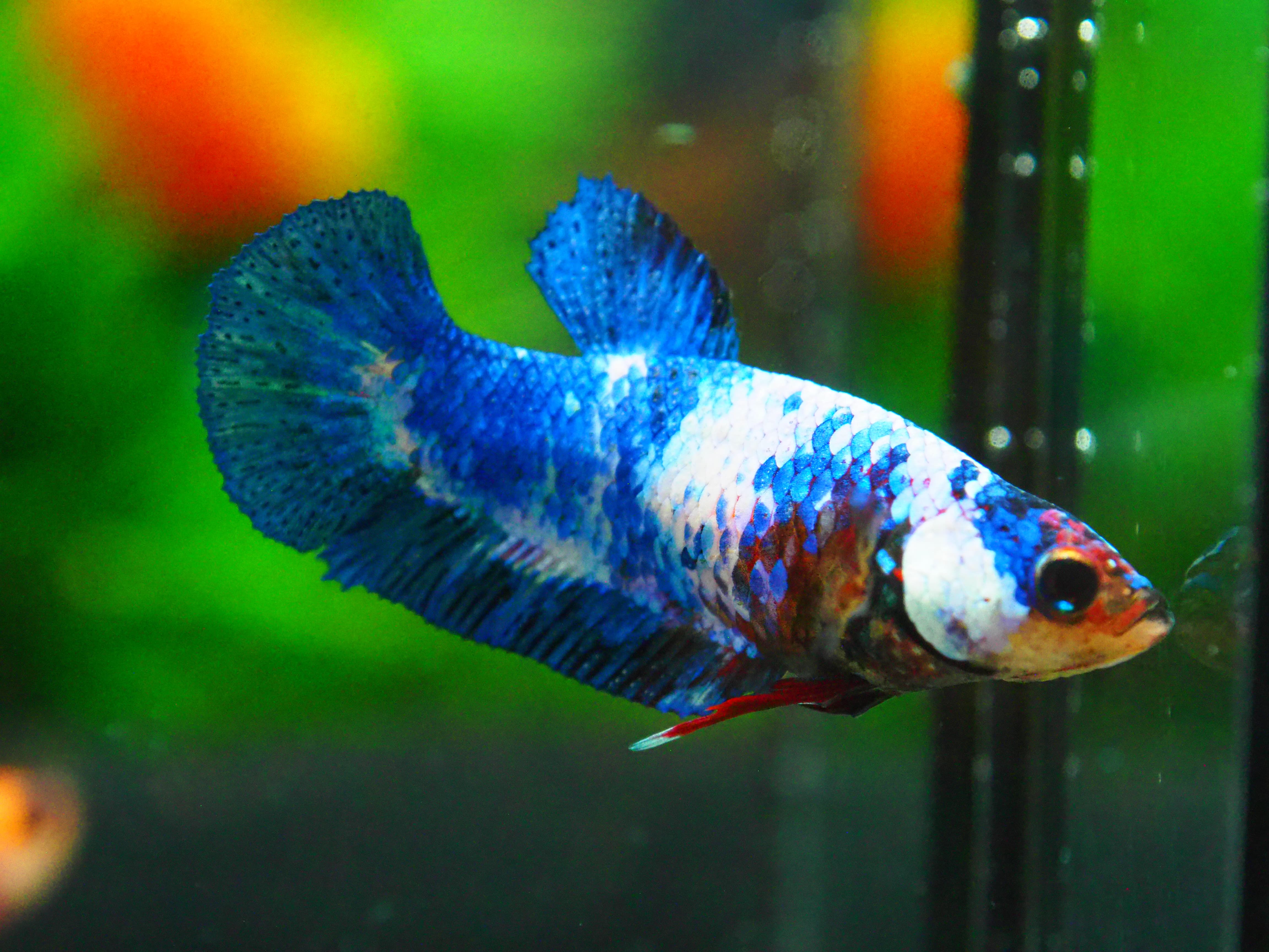 HMPK KOI FANCY FN MALE GRADE A +++