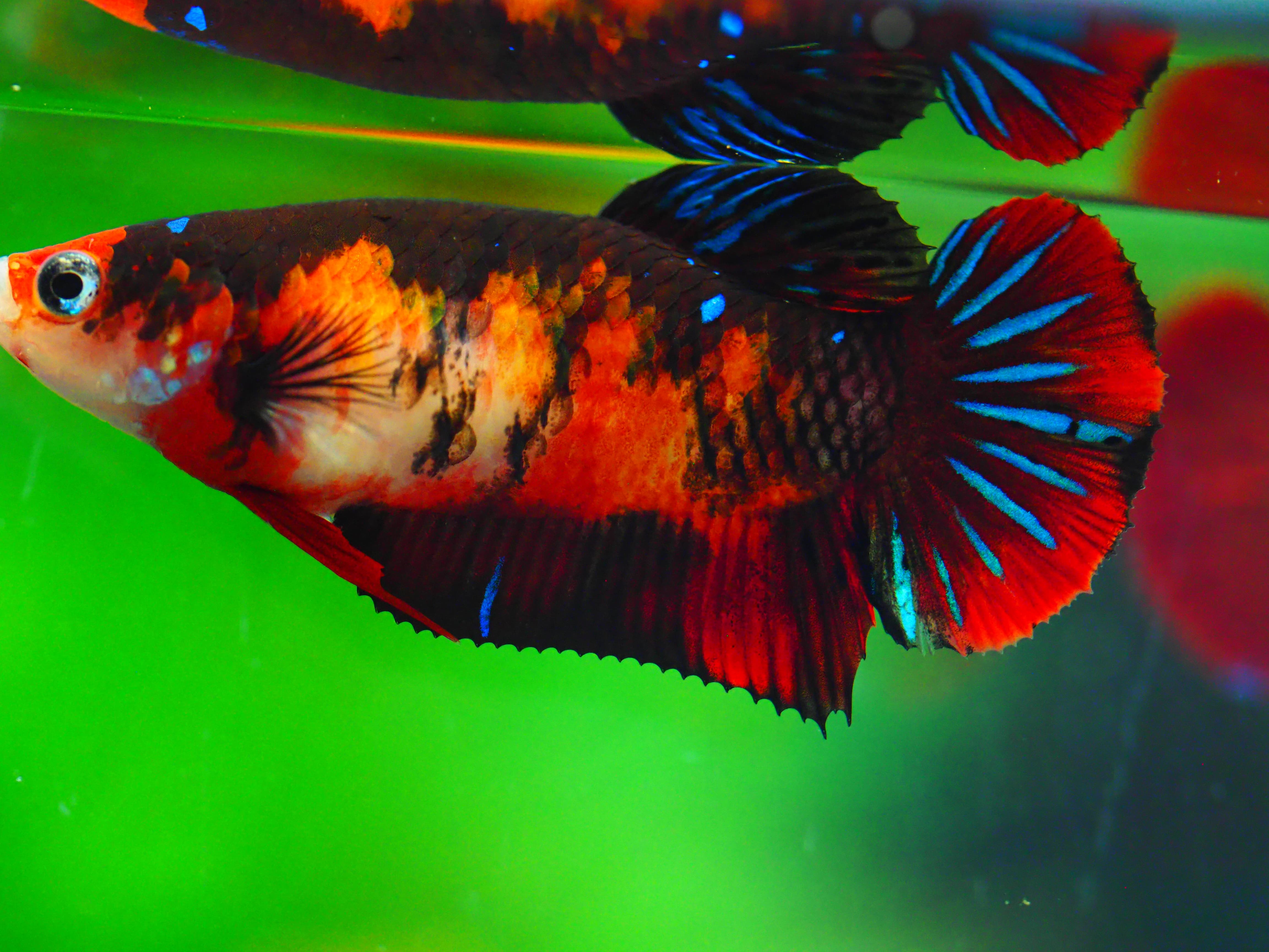 HMPK KOI GALAXY FNMALE GRADE A +++