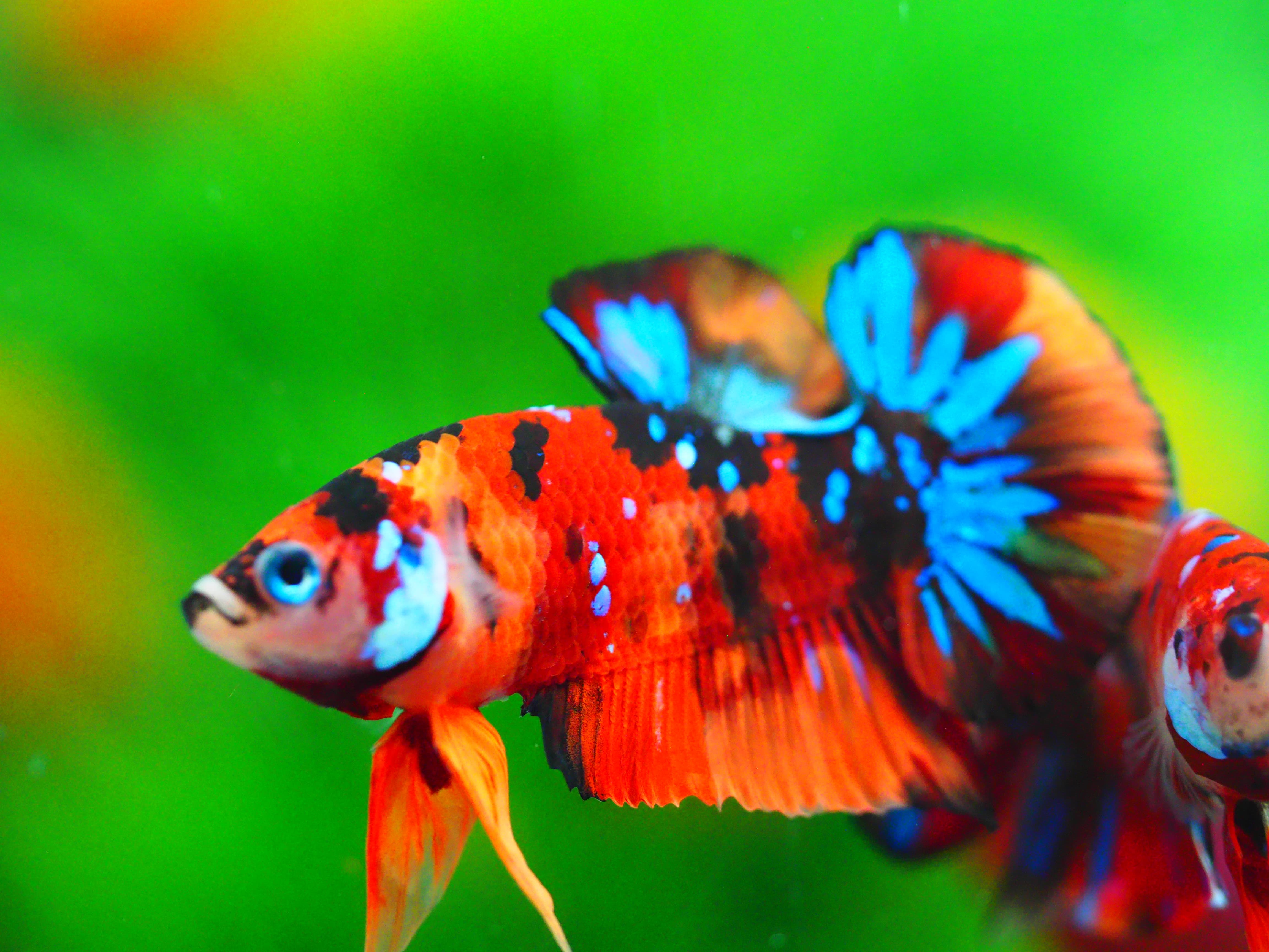 HMPK NEMOGALAXY MALE GRADE A +++