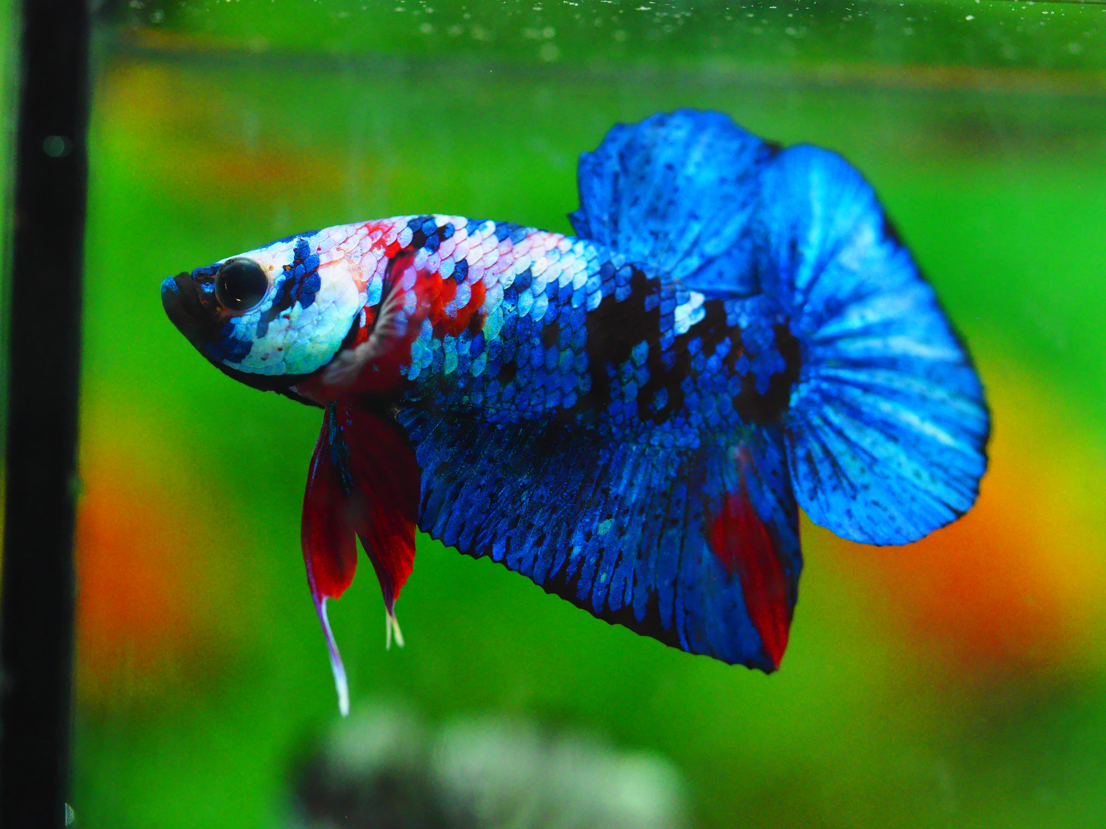 HMPK KOI GALAXY MALE GRADE A +++