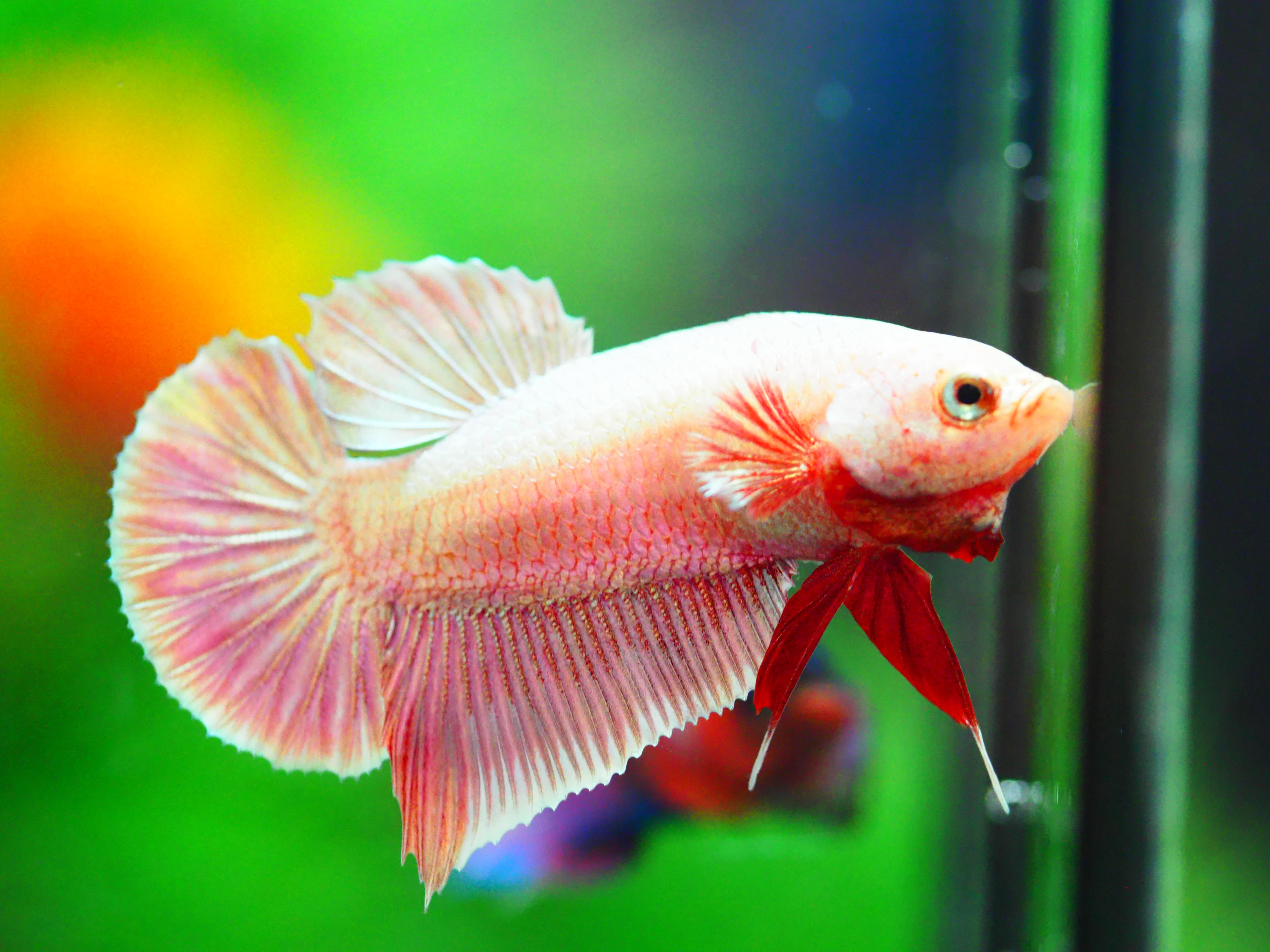 HMPK FANCY MALE GRADE A +++