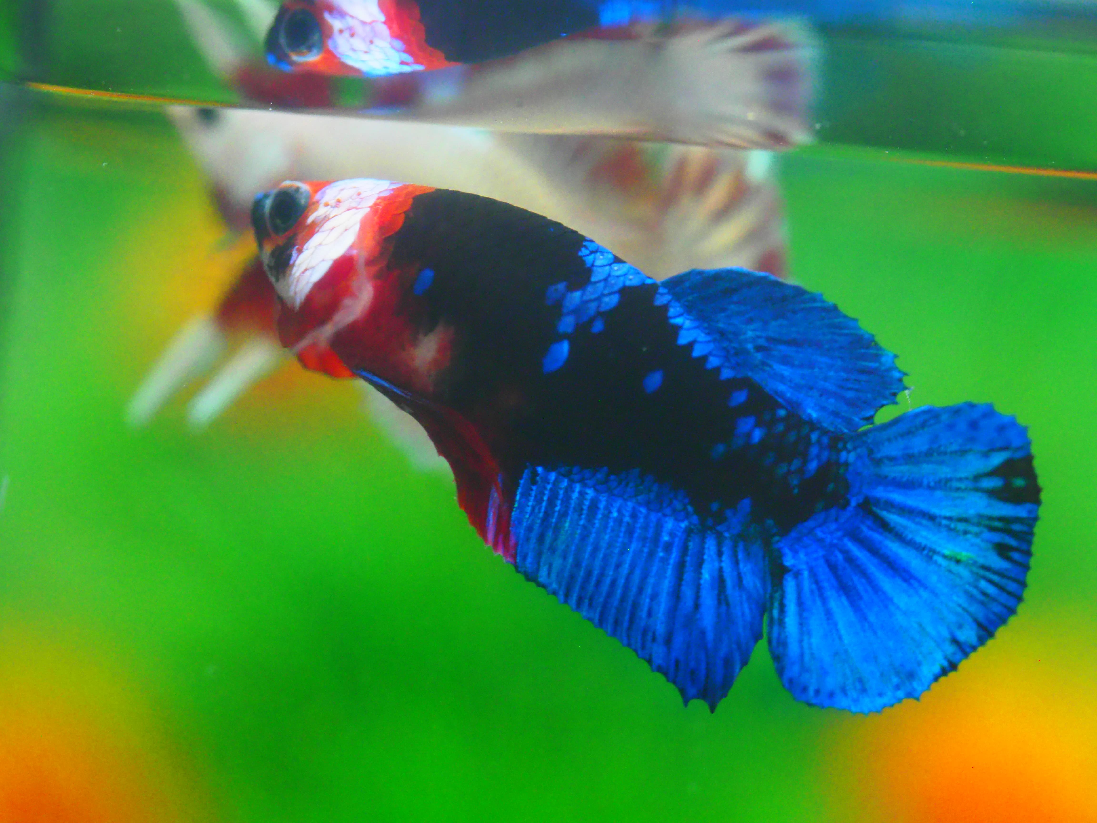 HMPK KOI GALAXY FN MALE GRADE A +++