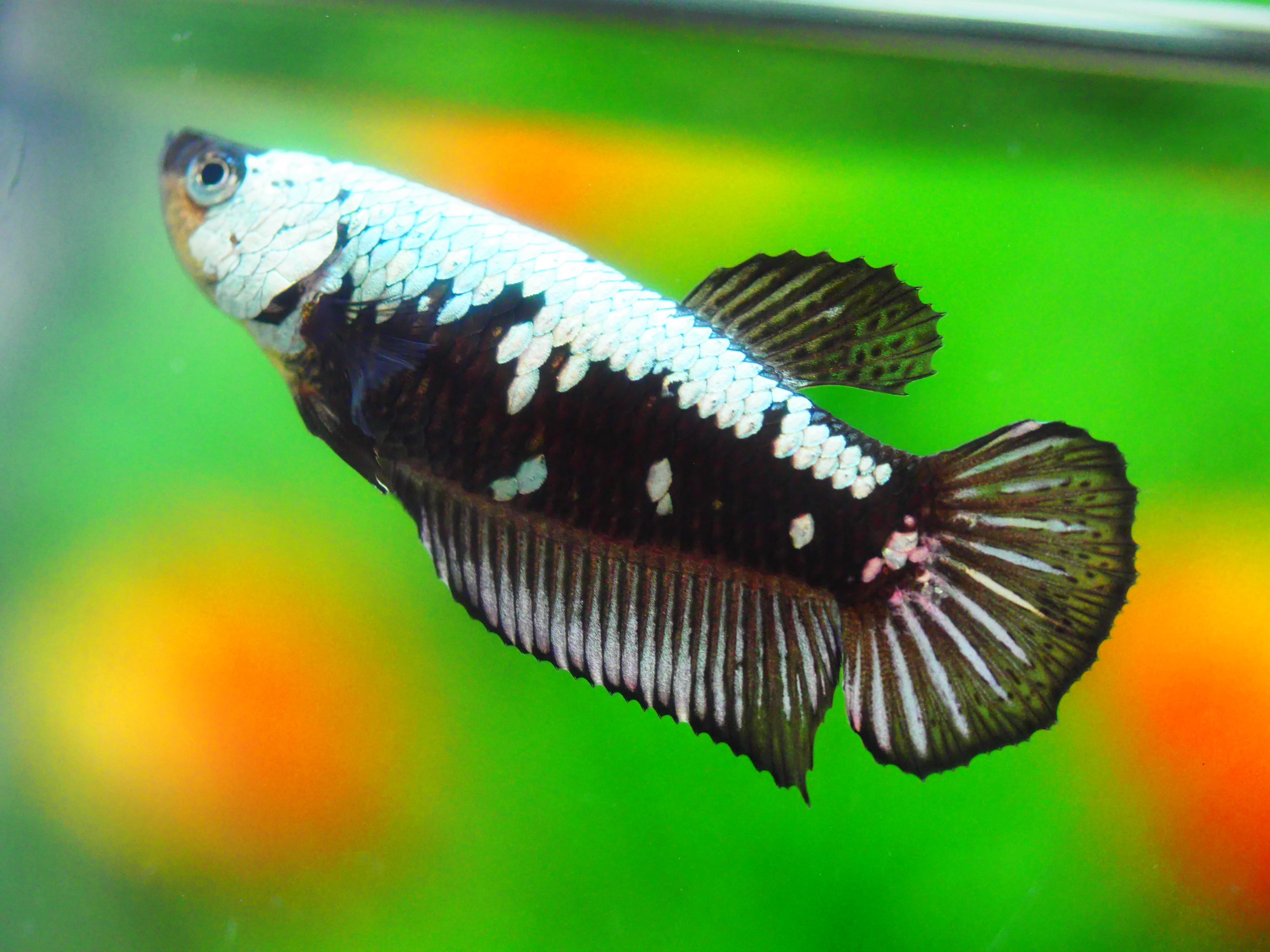 HMPK DRAGON FNMALE GRADE A +++