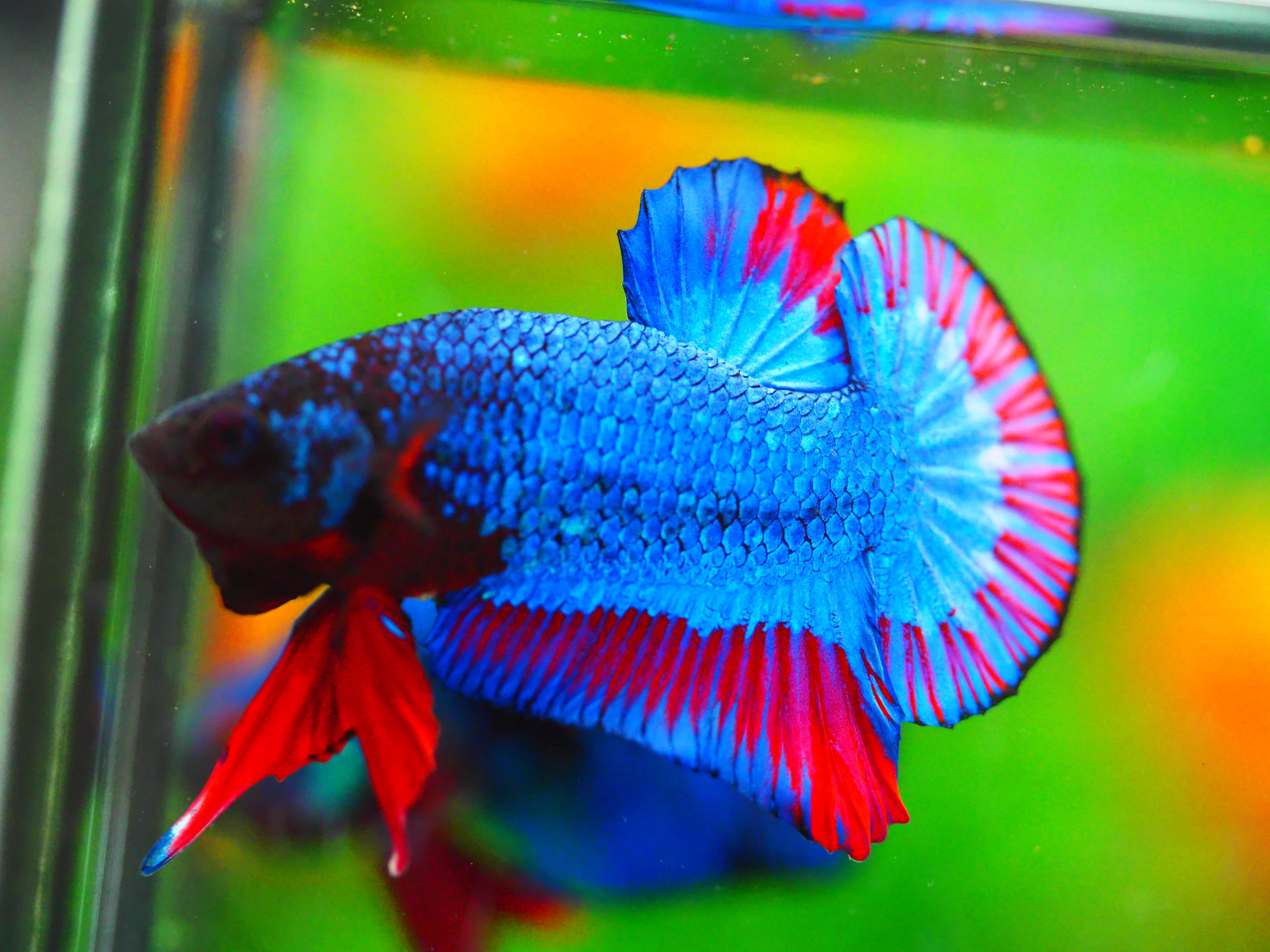 HMPK FANCY MALE GRADE A +++