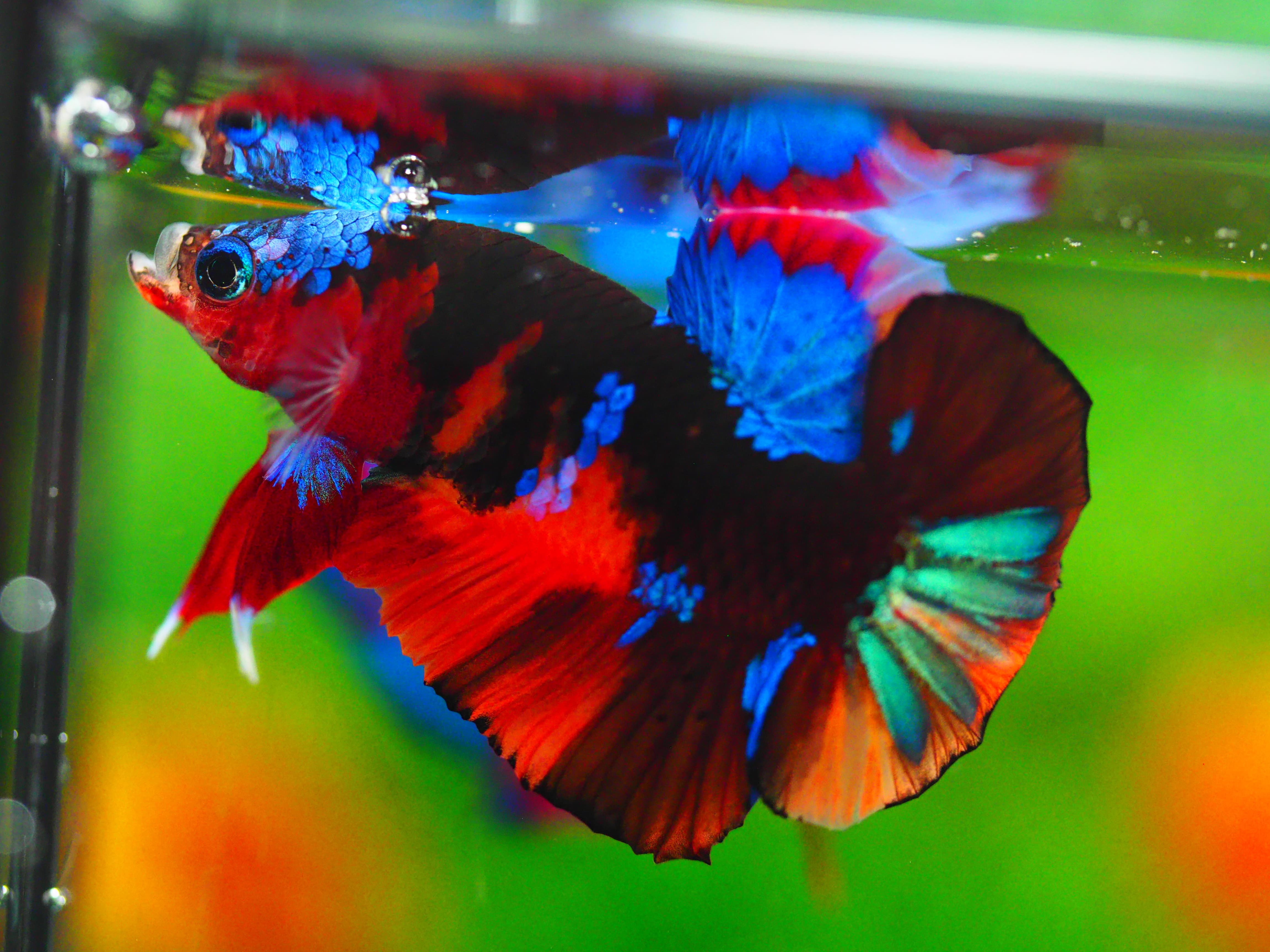 HMPK NEMO GALAXY MALE GRADE A +++