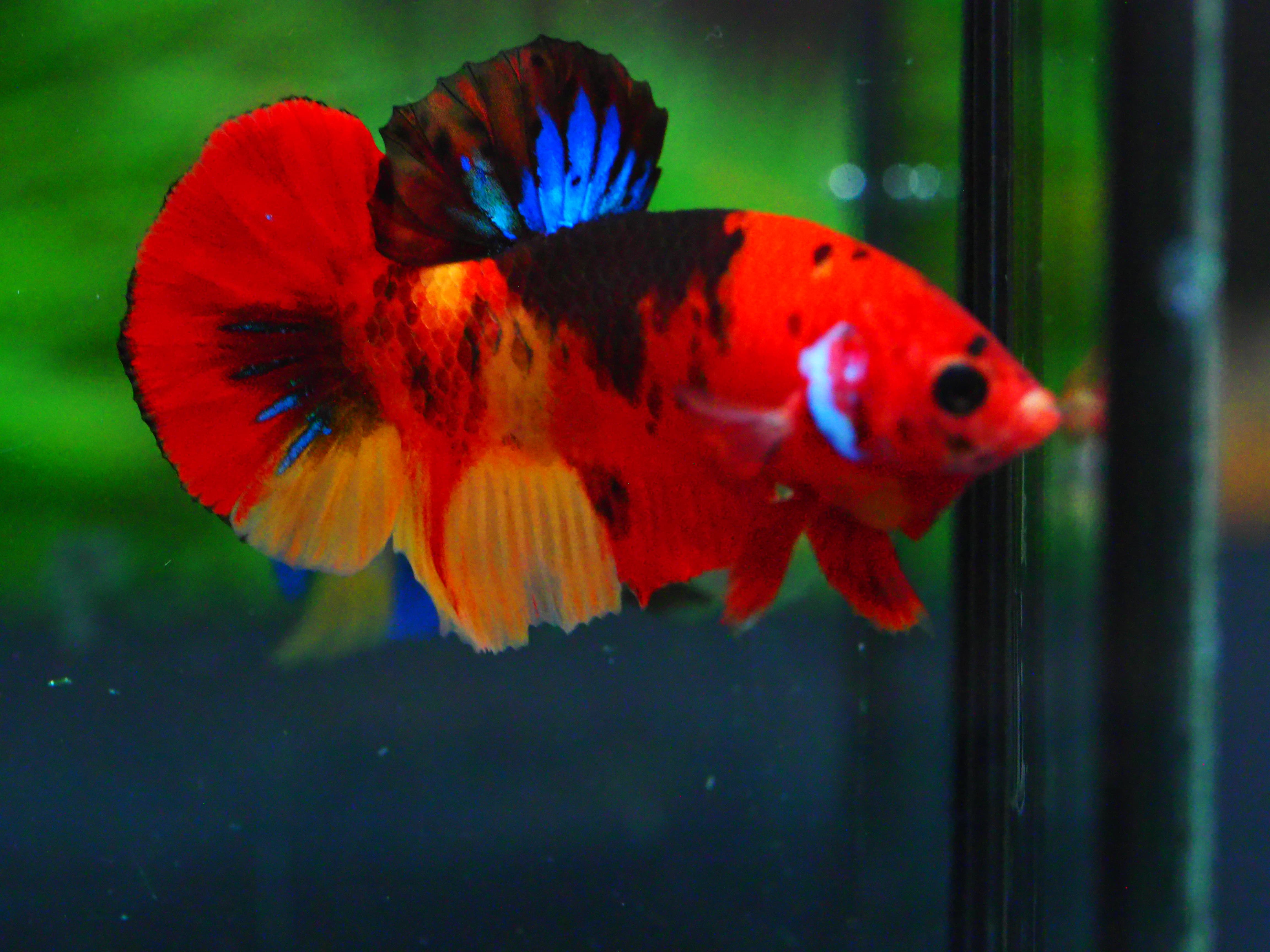 HMPK NEMO GALAXY MALE GRADE A +++