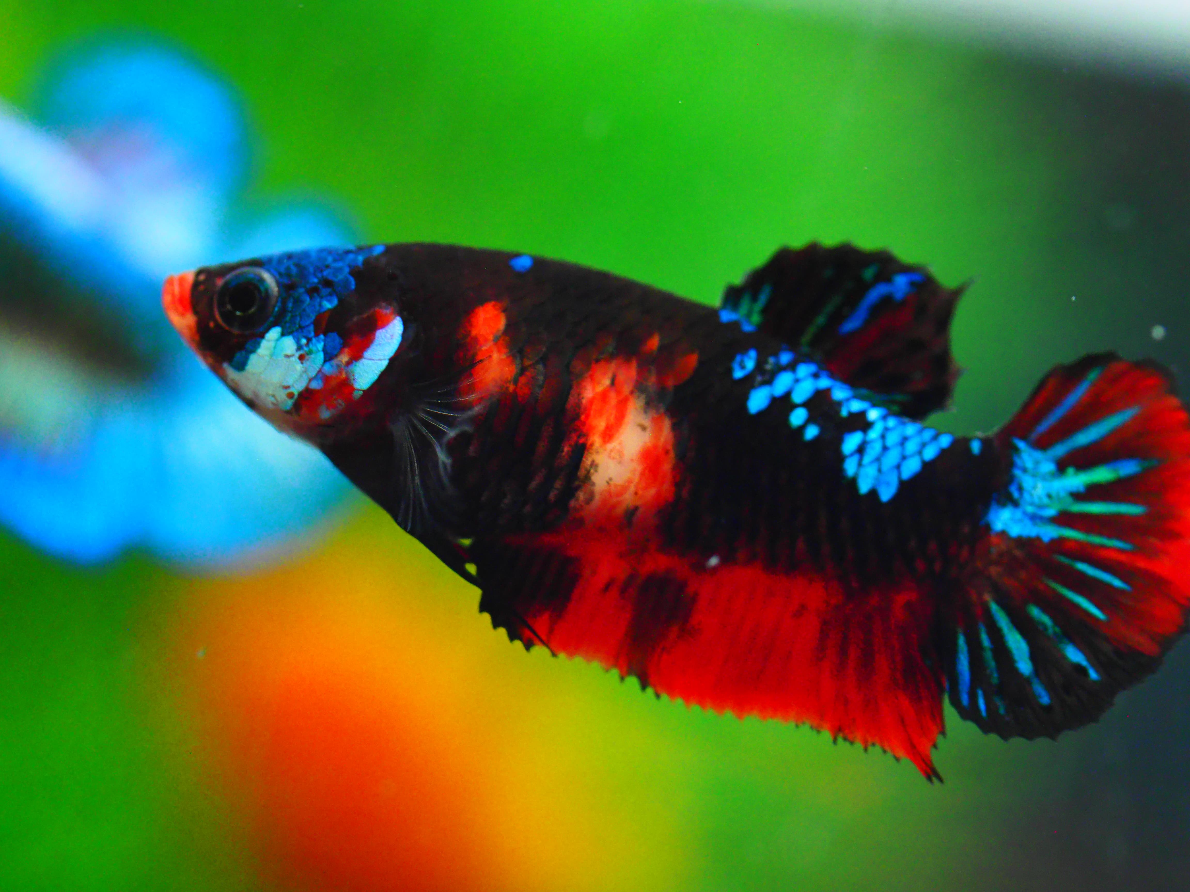 HMPK KOI GALAXY FNMALE GRADE A +++