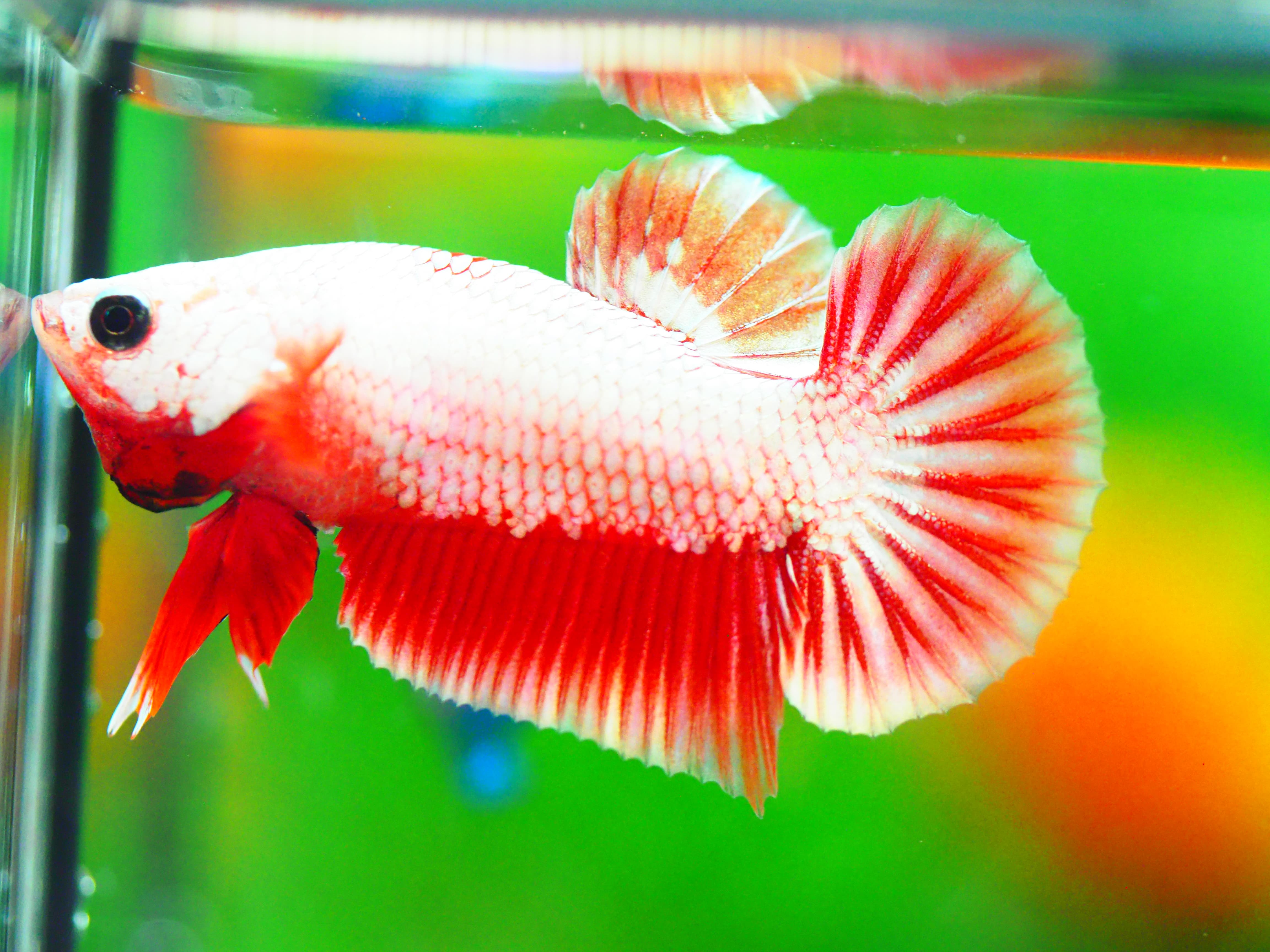 HMPK FANCY MALE GRADE A +++