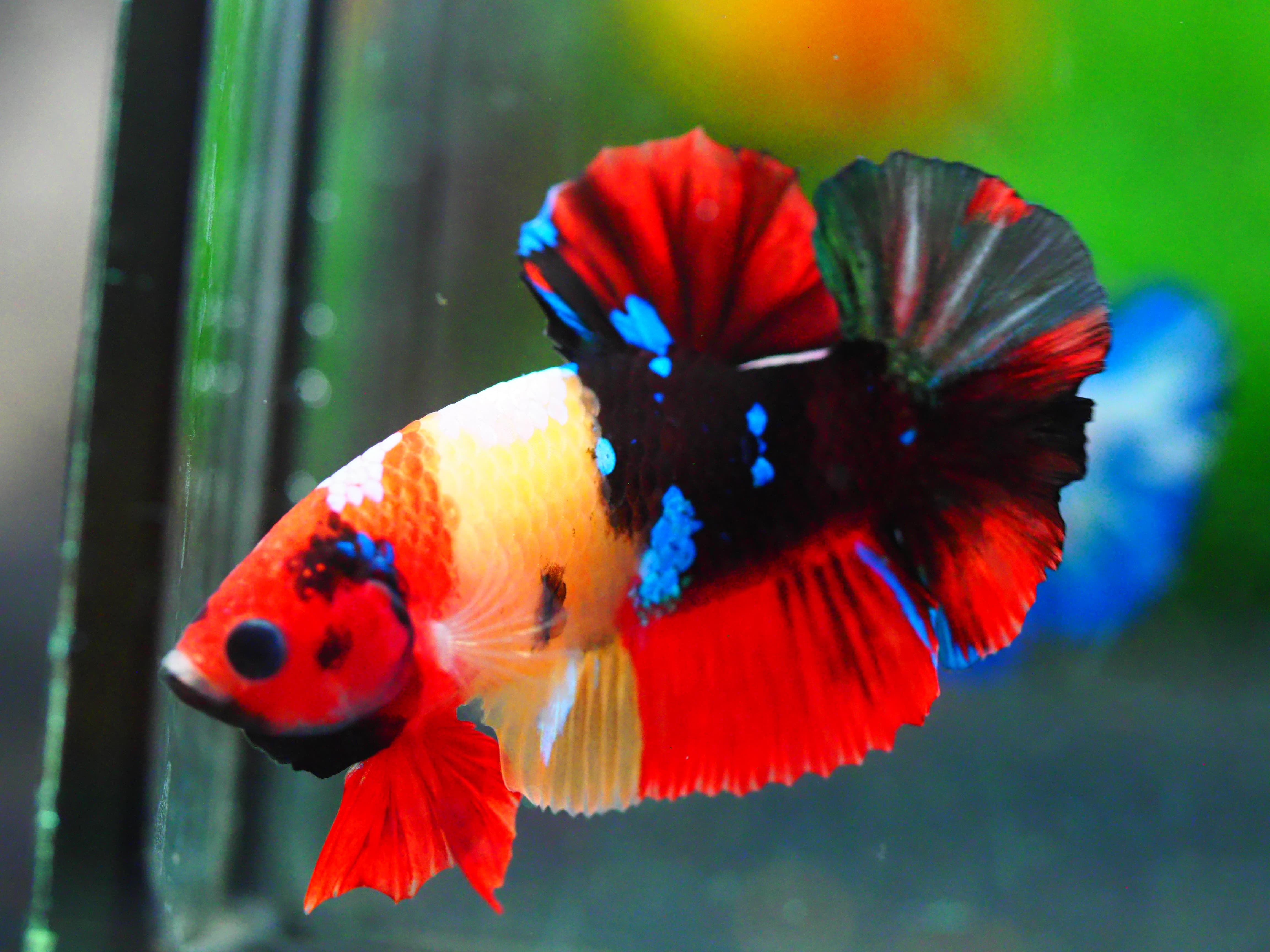 HMPK NEMO GALAXY MALE GRADE A +++