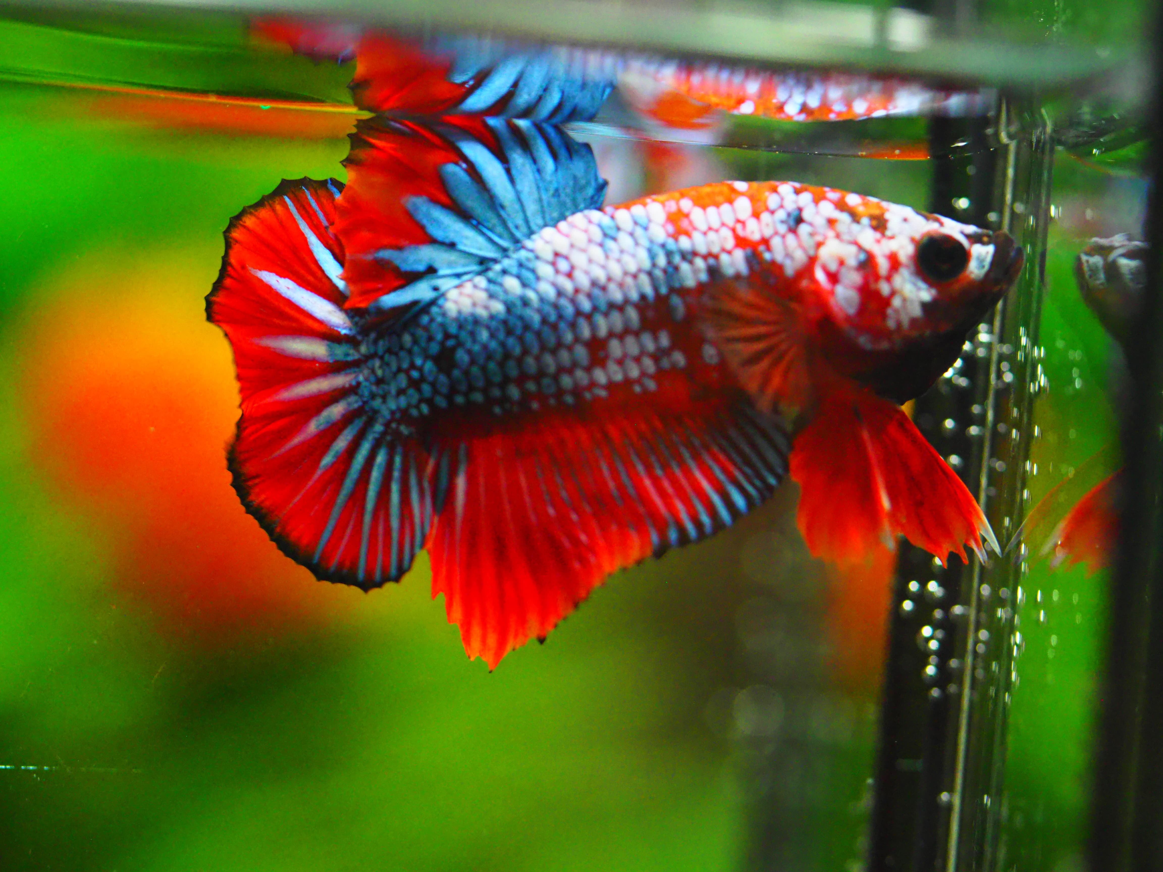 HMPK FANCY MALE GRADE A +++