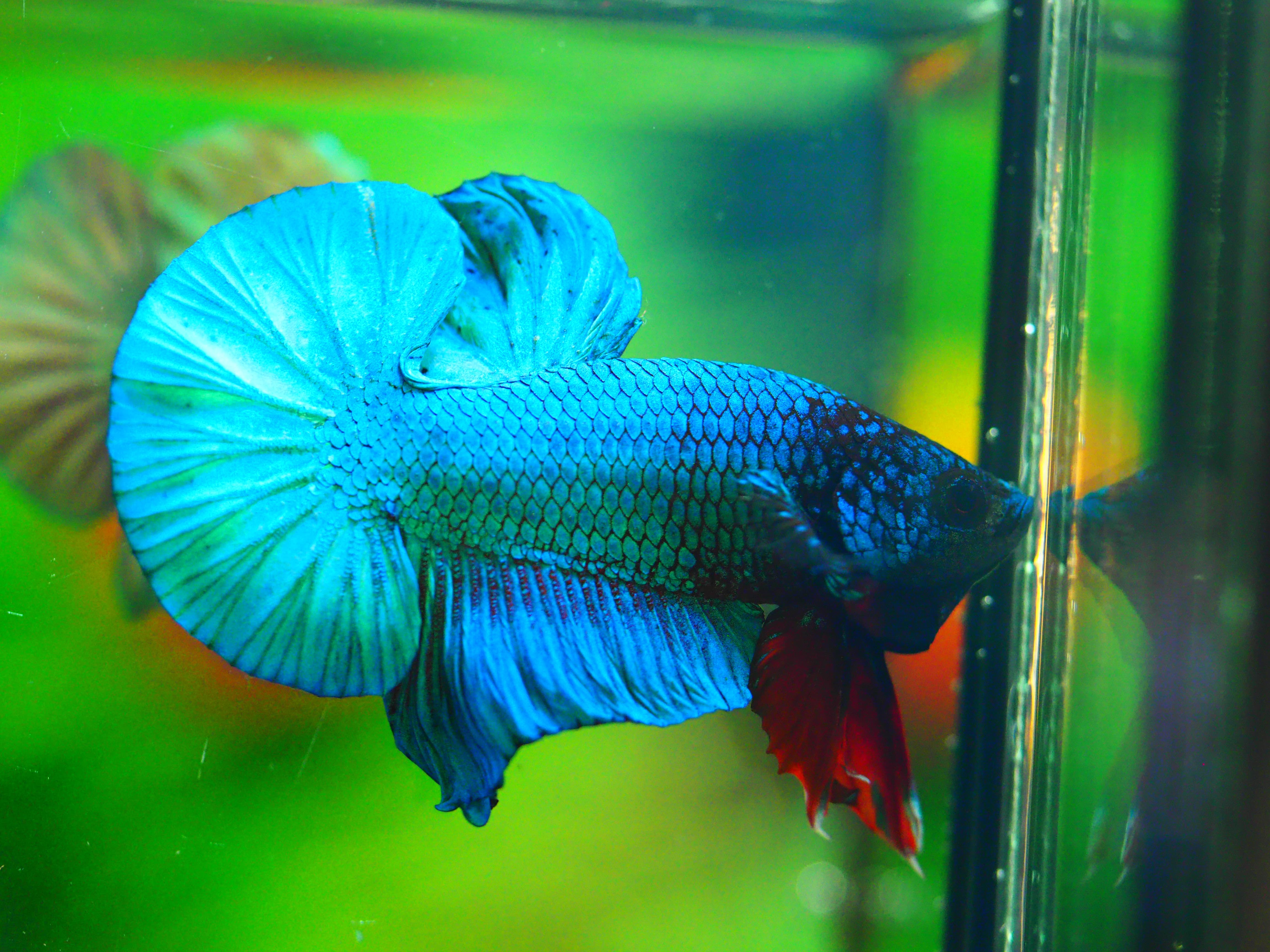 HMPK KOI FANCY MALE GRADE A +++