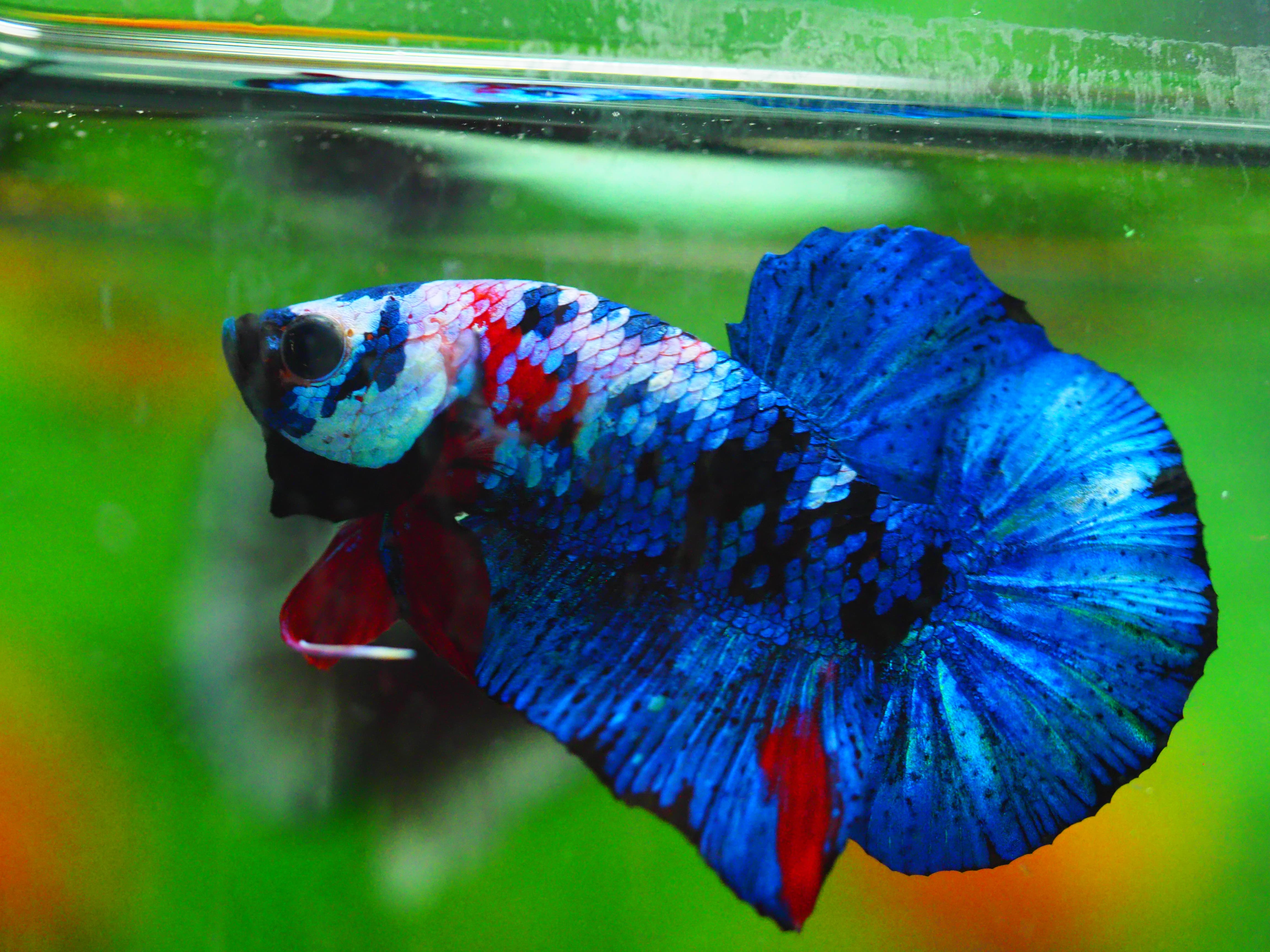 HMPK KOI GALAXY MALE GRADE A +++