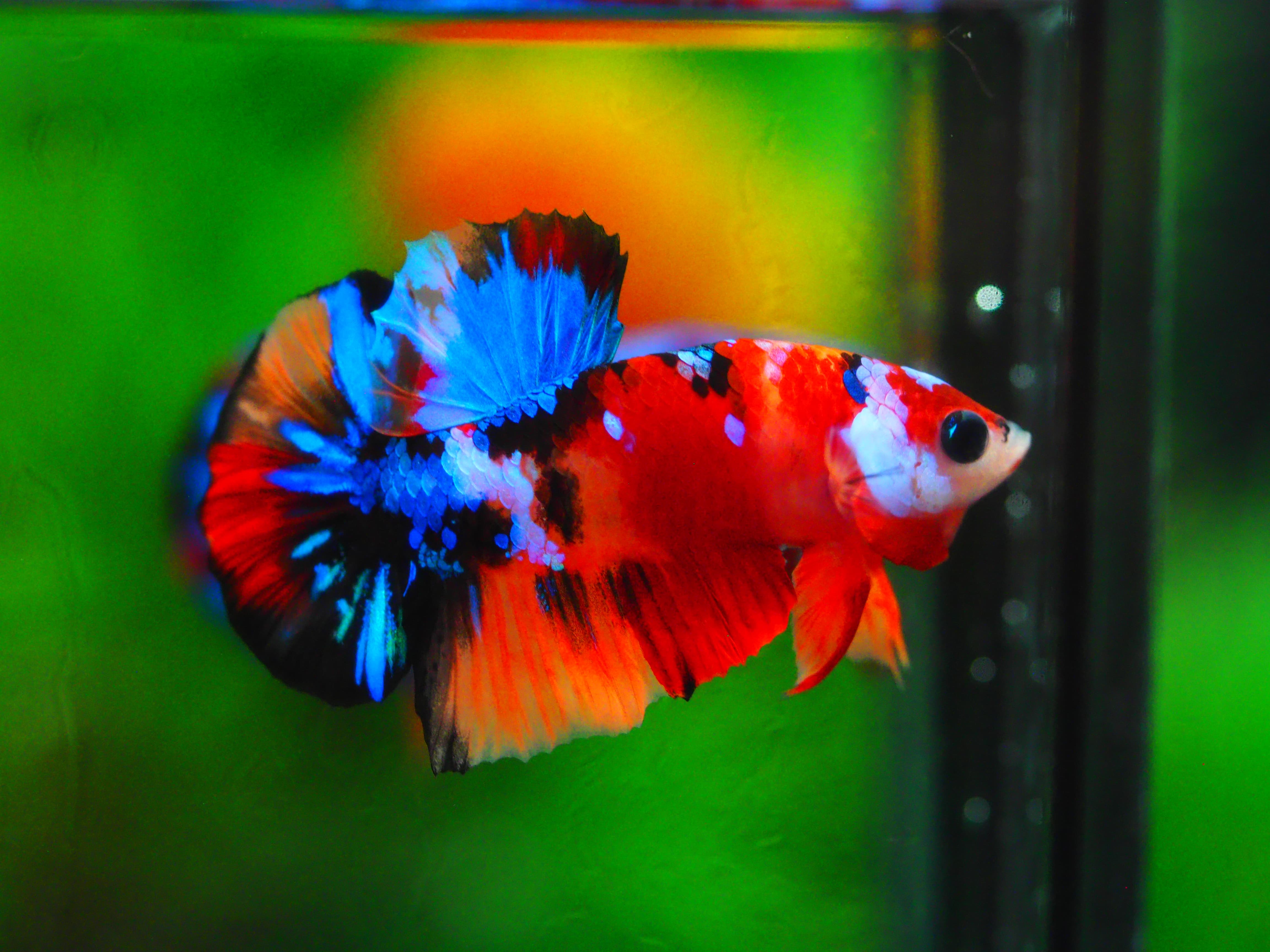 HMPK KOI GALAXY MALE GRADE A +++