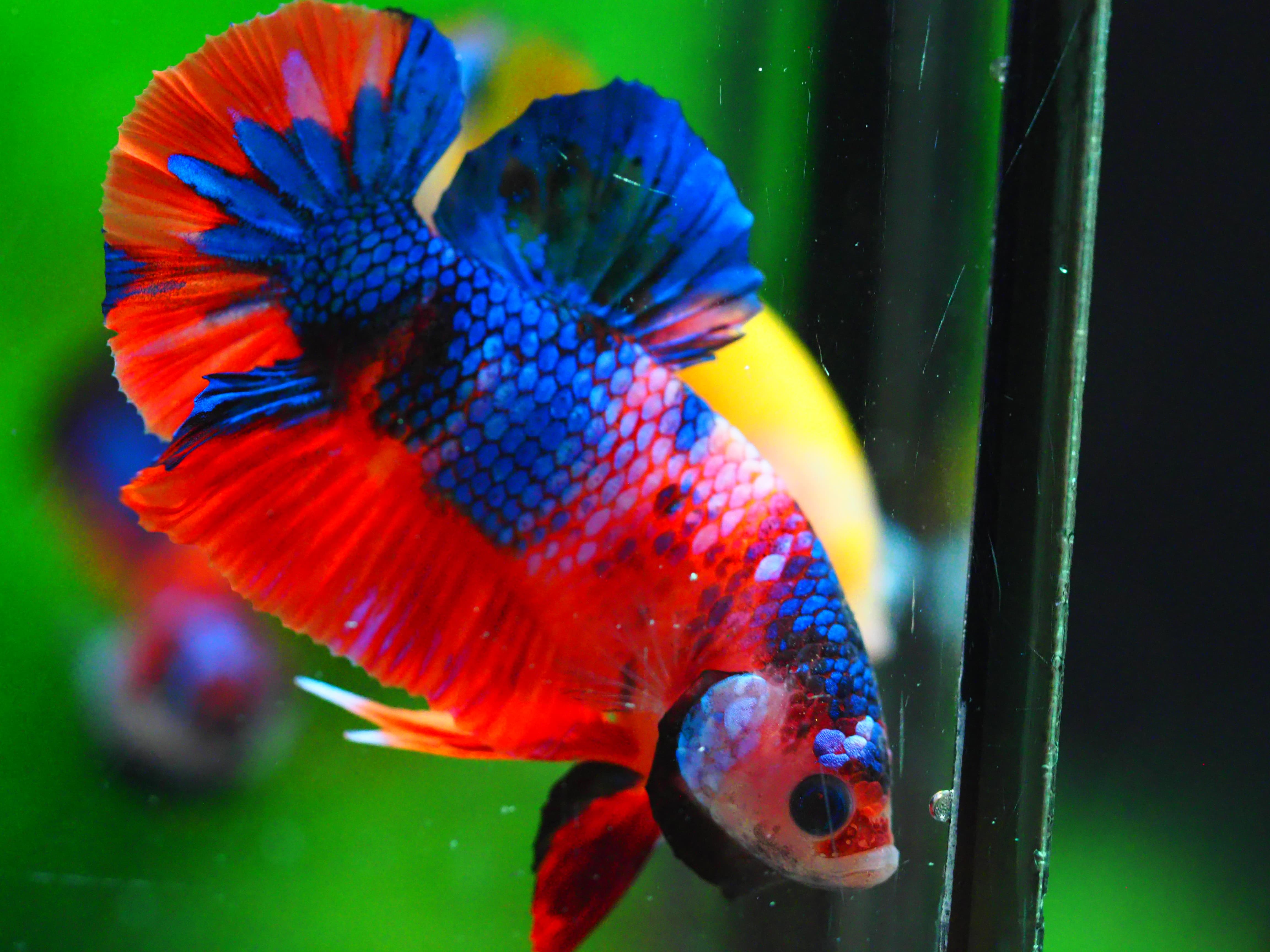 HMPK KOI GALAXY MALE GRADE A +++