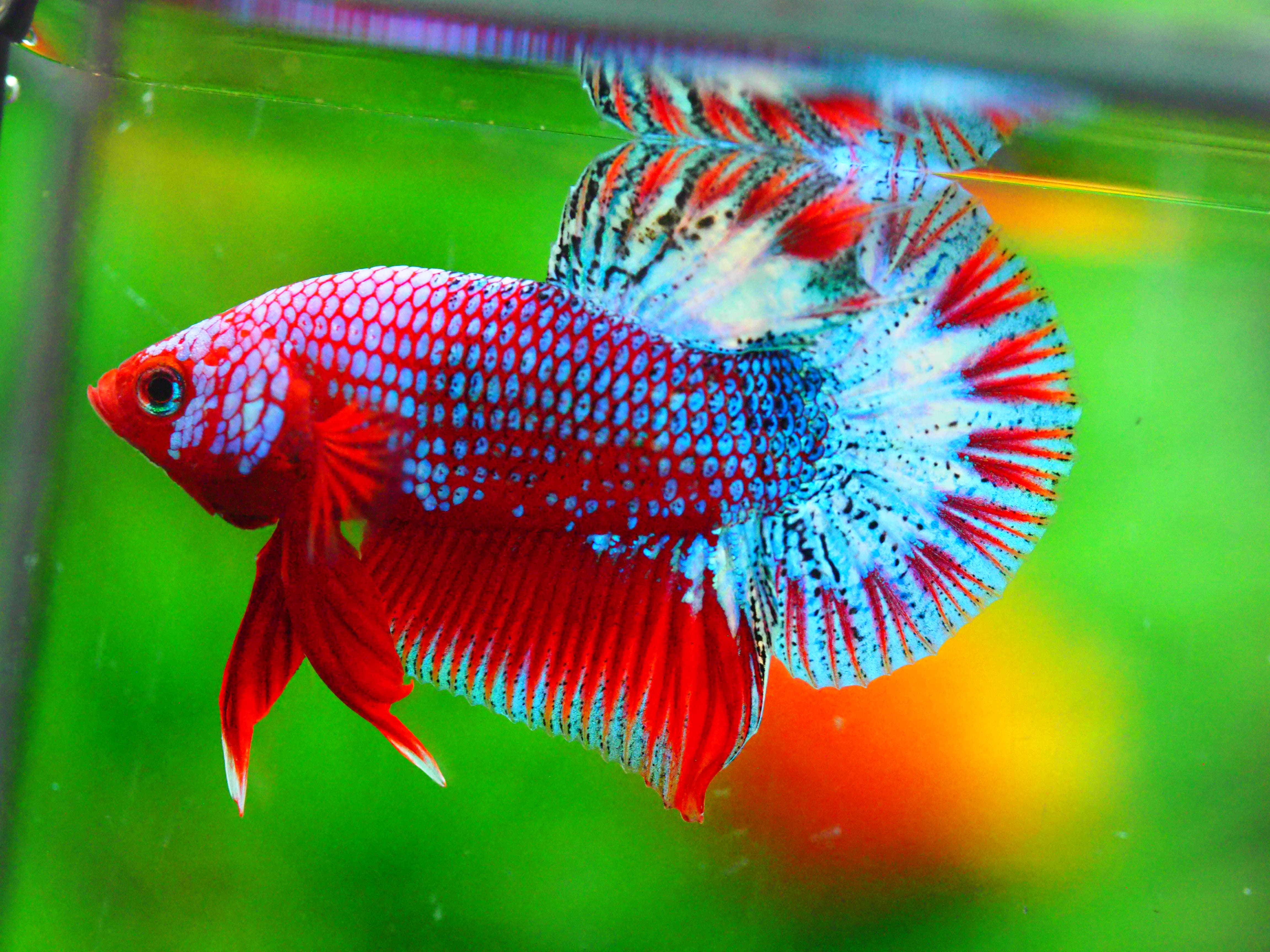 HMPK FANCY MALE GRADE A +++