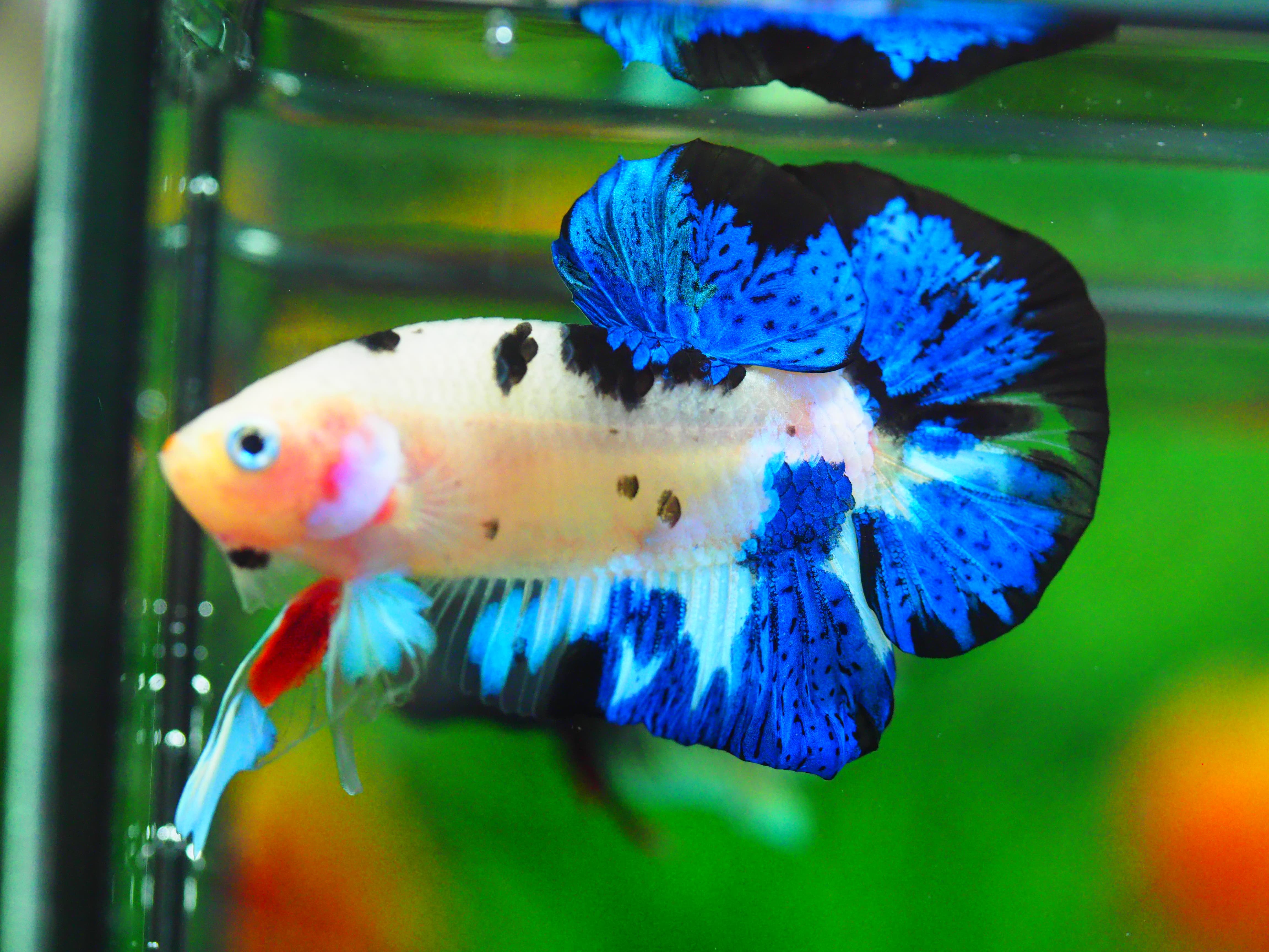 HMPK KOI GALAXY MALE GRADE A +++