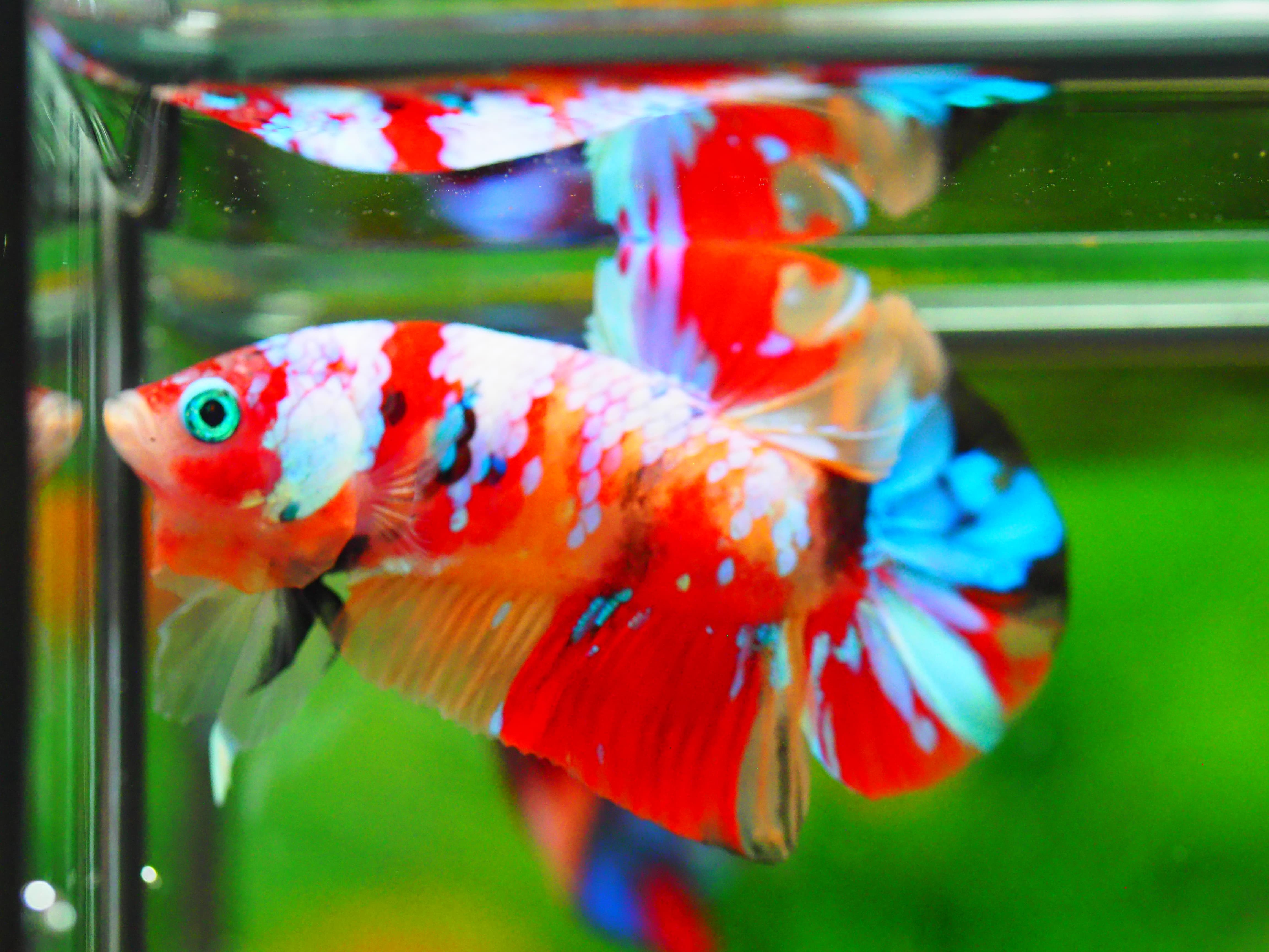 HMPK NEMO GALAXY MALE GRADE A +++