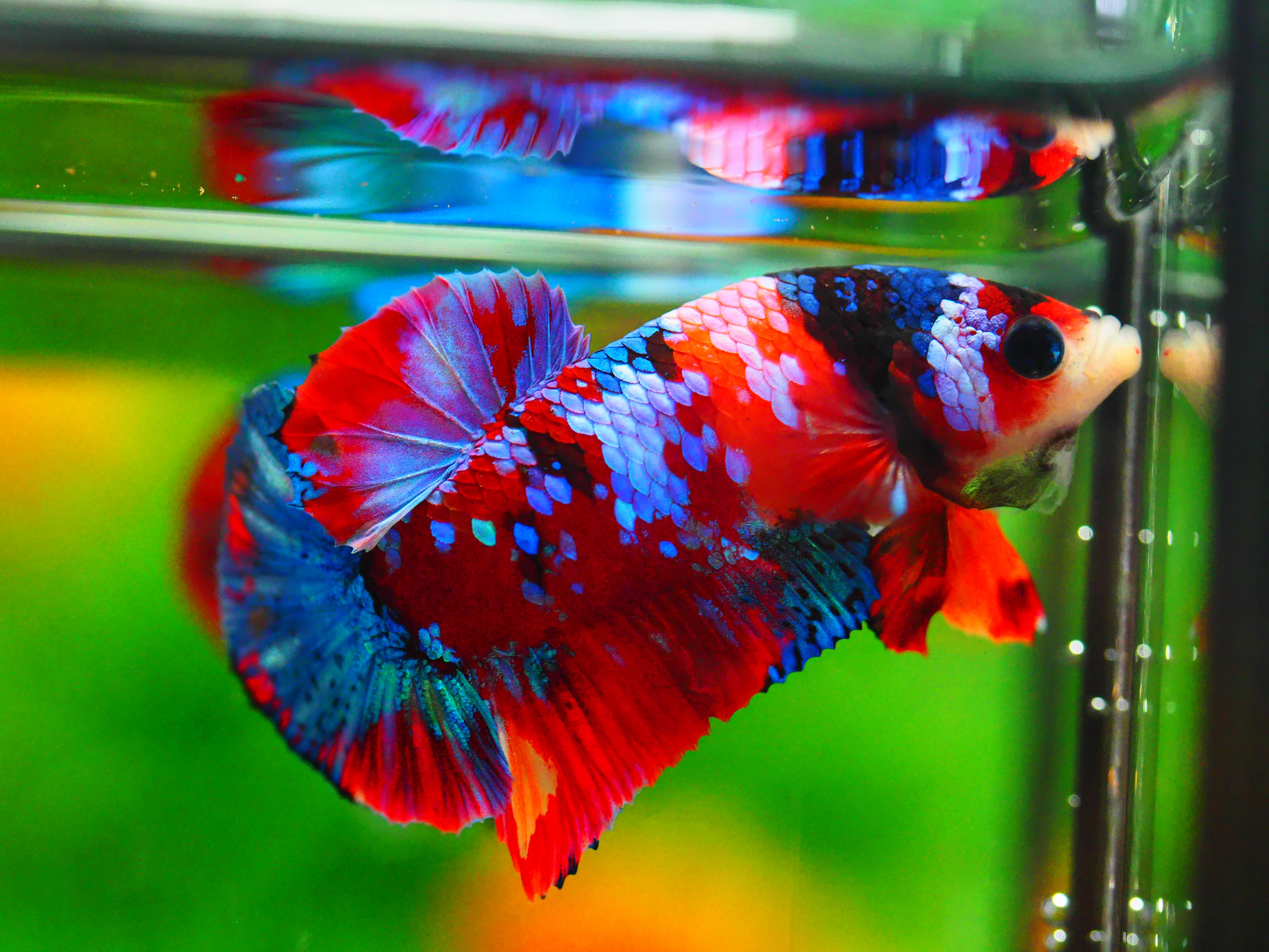 HMPK KOI GALAXY MALE GRADE A +++