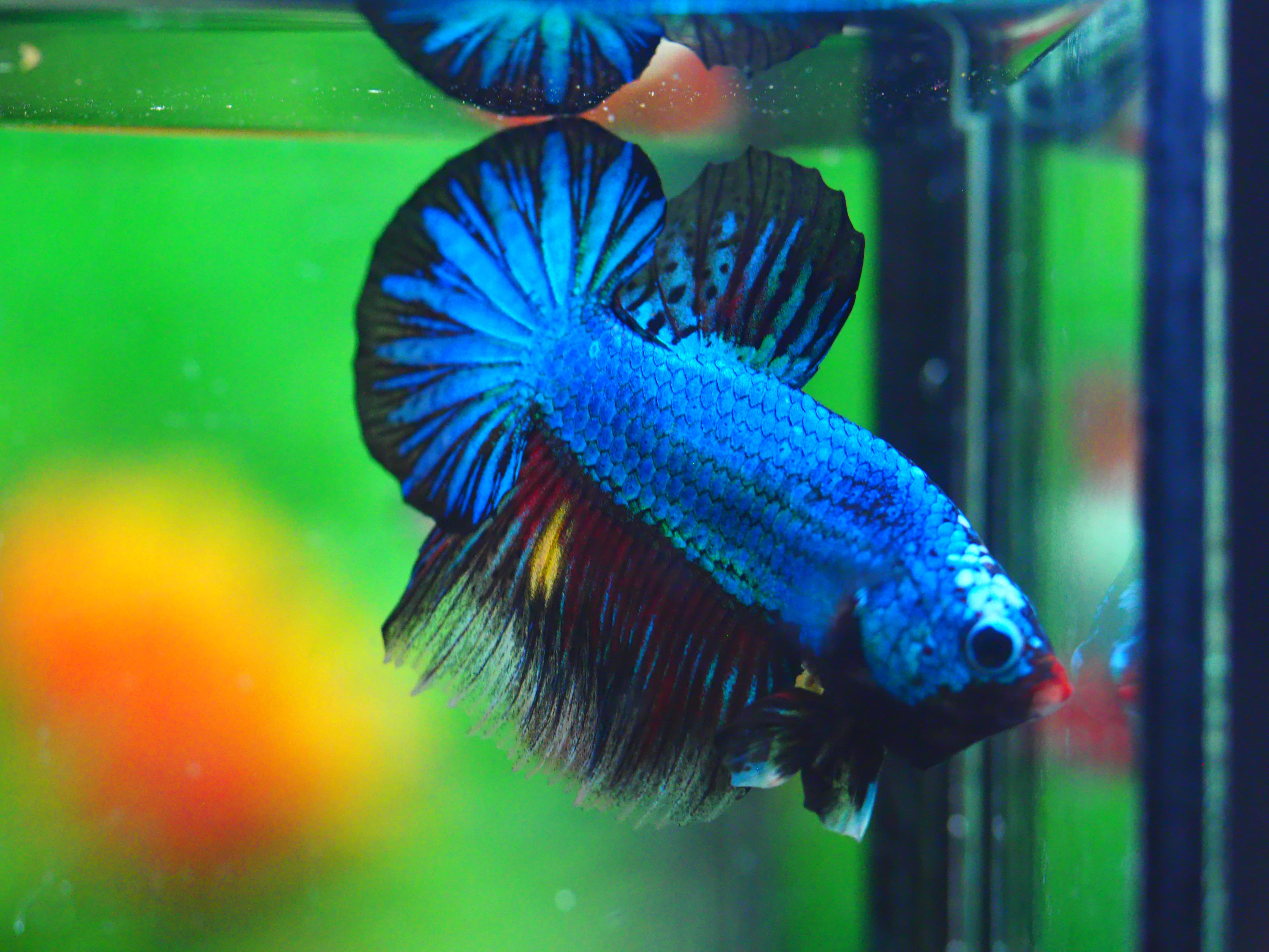 HMPK FANCY MALE GRADE A +++
