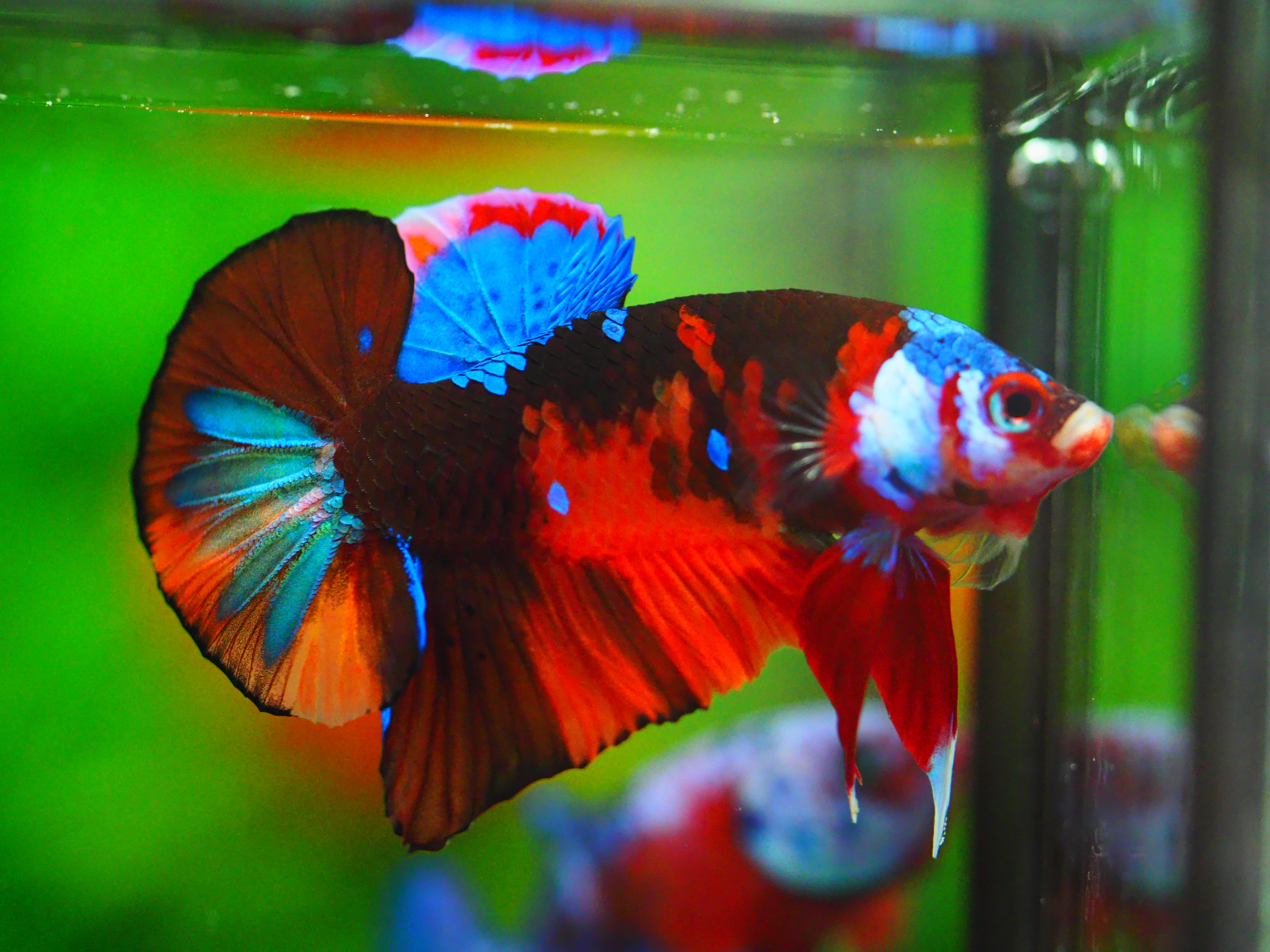 HMPK NEMO GALAXY MALE GRADE A +++