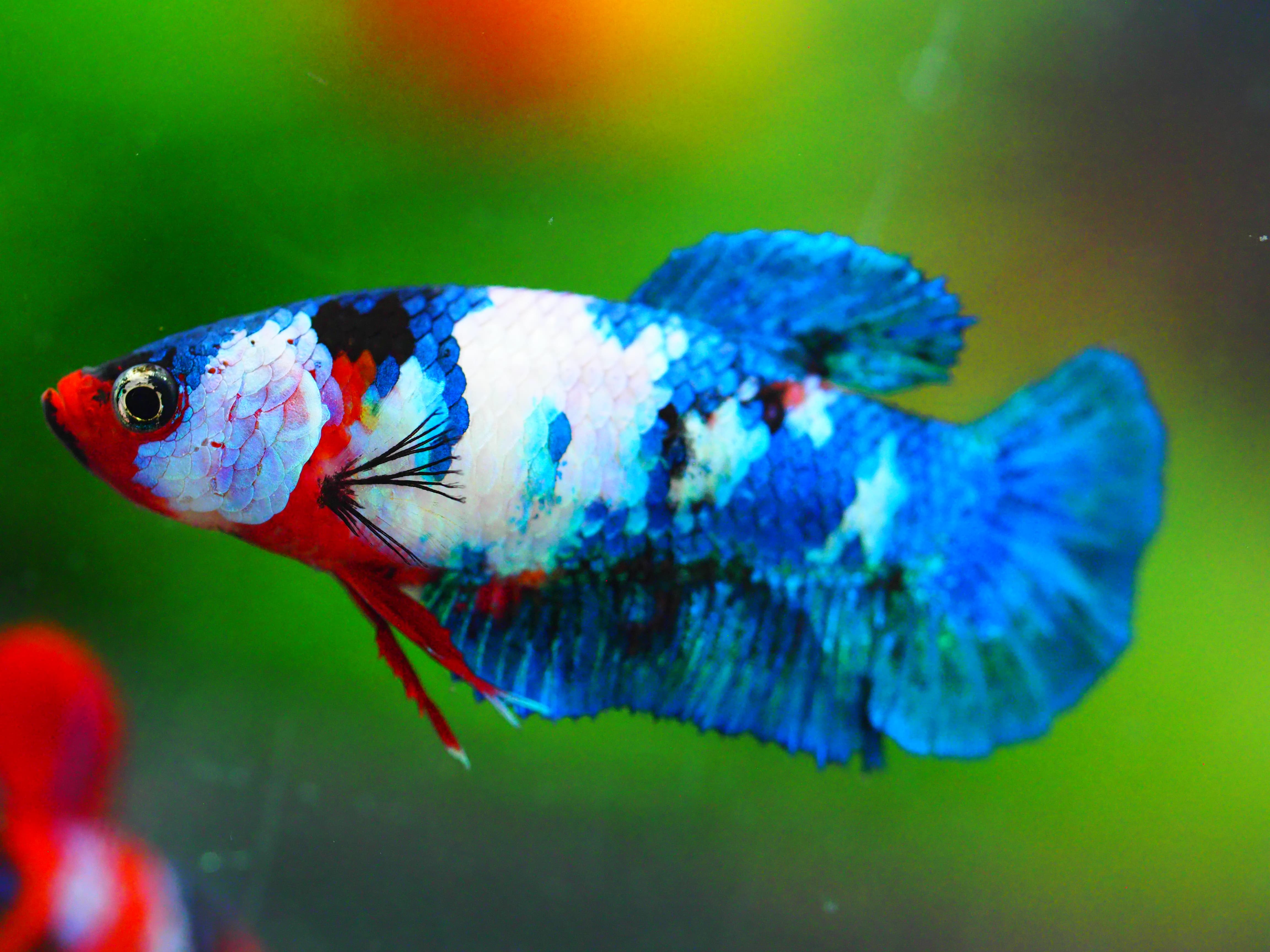 HMPK KOI FANCY FNMALE GRADE A +++