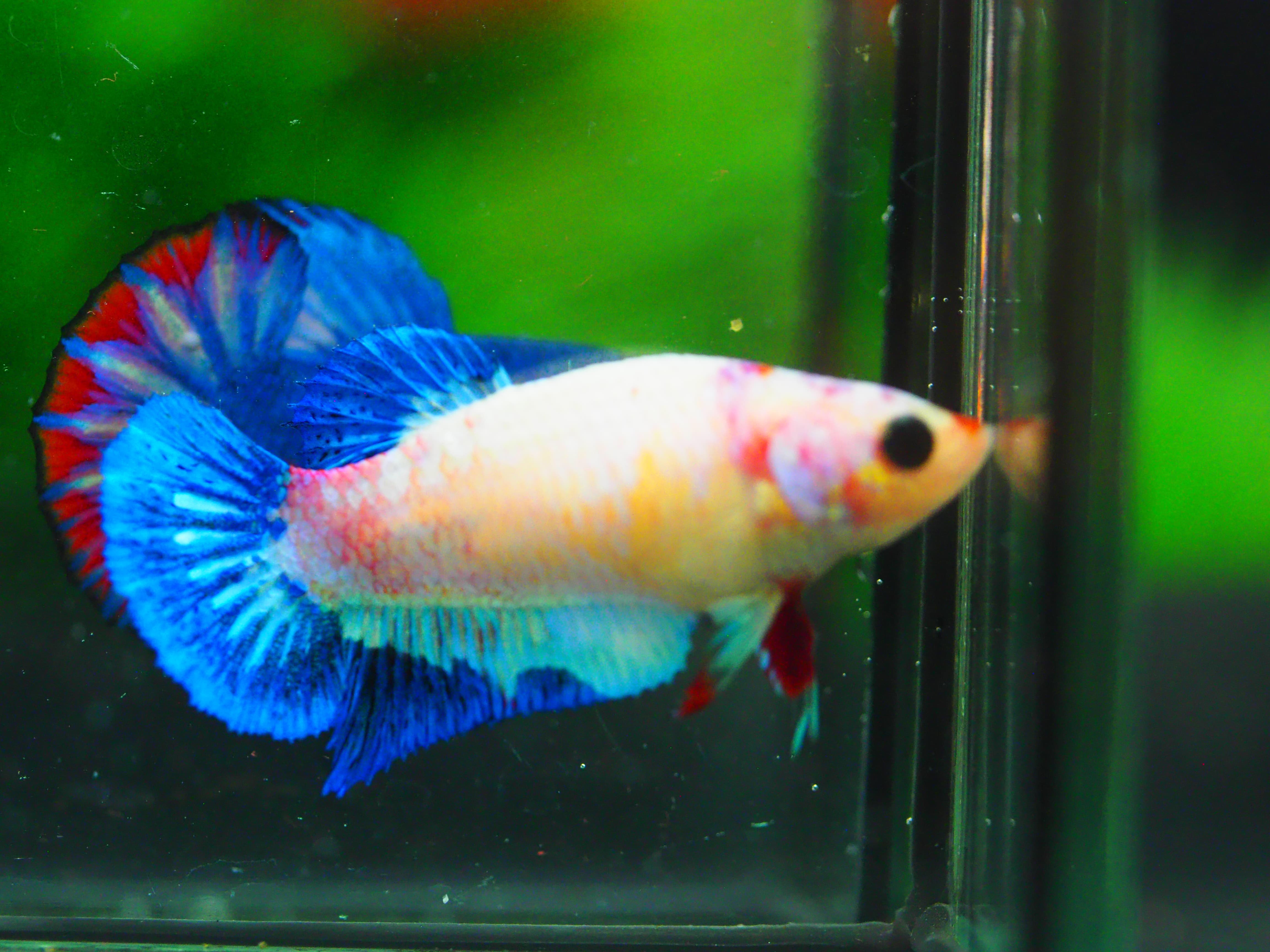 HMPK FANCY GRADE A++ FEMALE