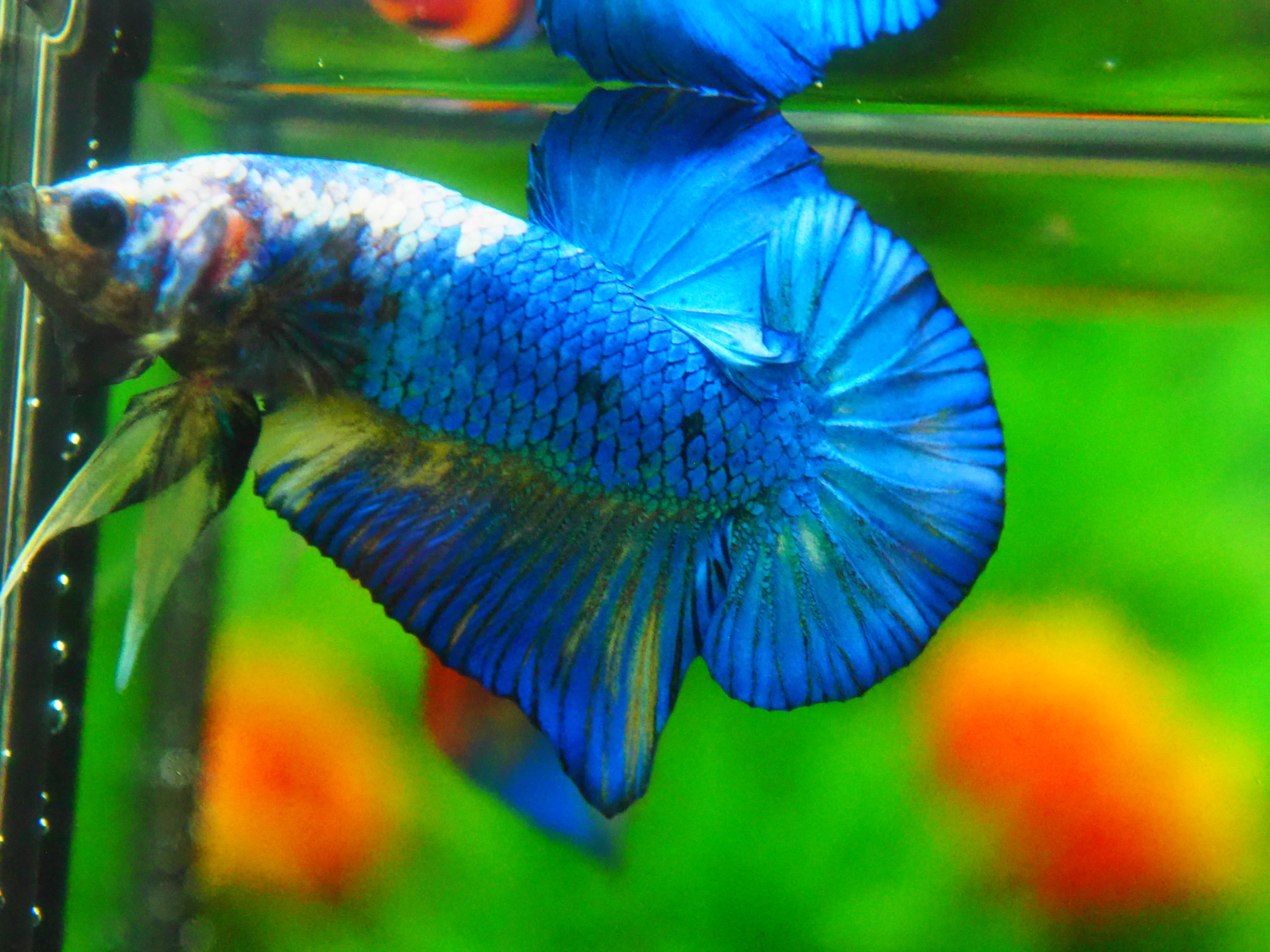 HMPK FANCY MALE GRADE A +++