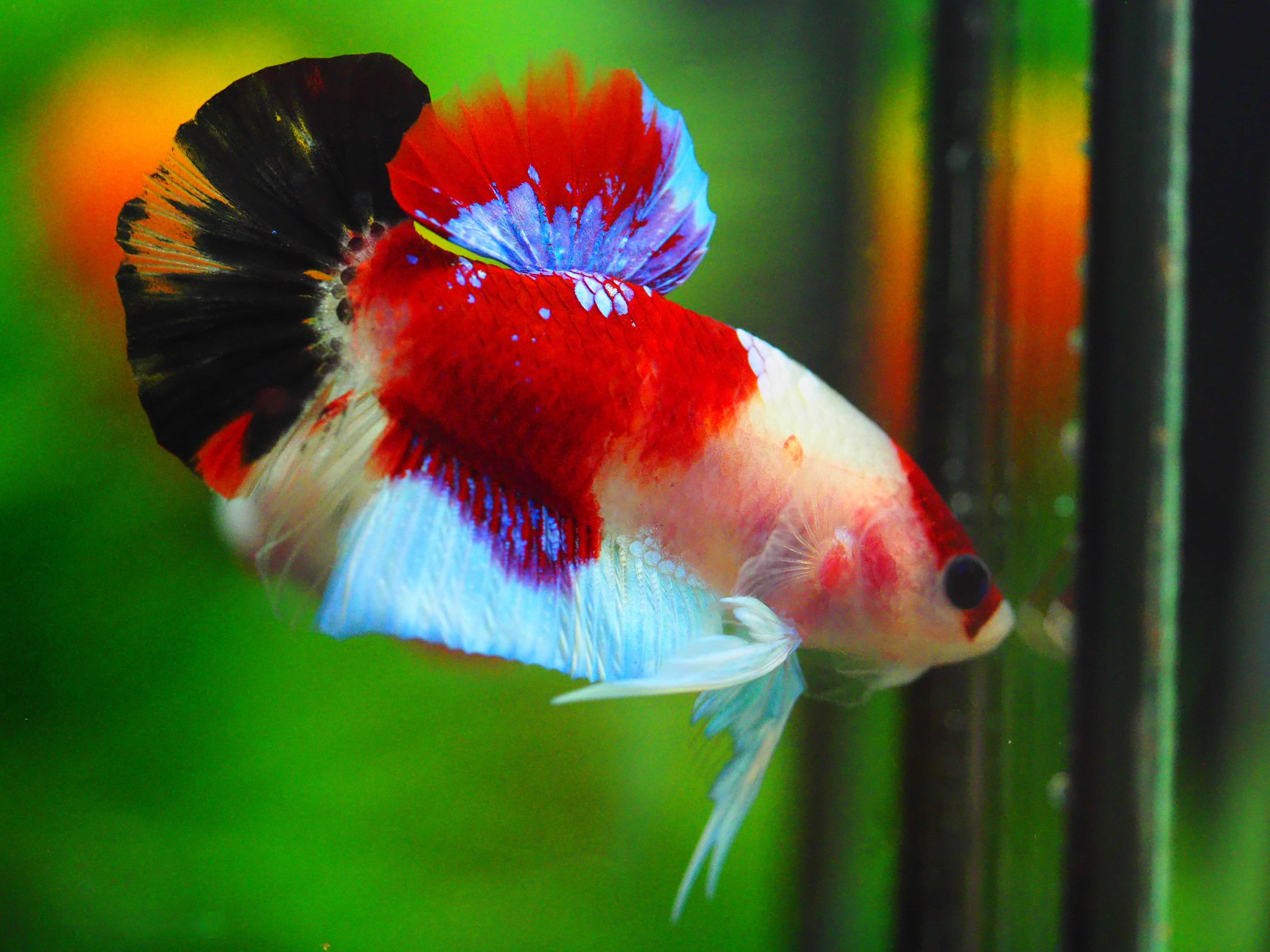 HMPK KOI GALAXY MALE GRADE A +++