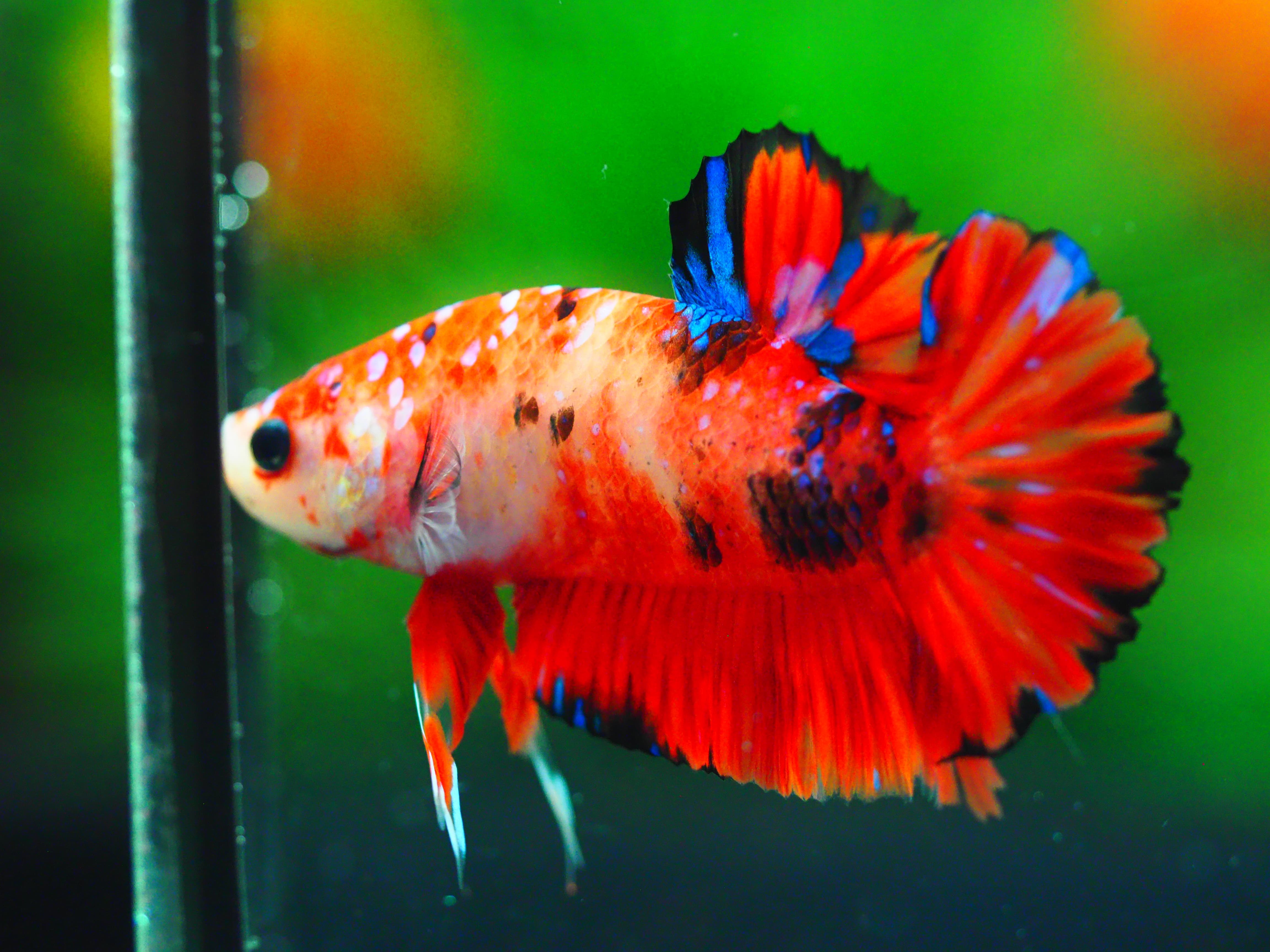 HMPK KOI GALAXY MALE GRADE A +++