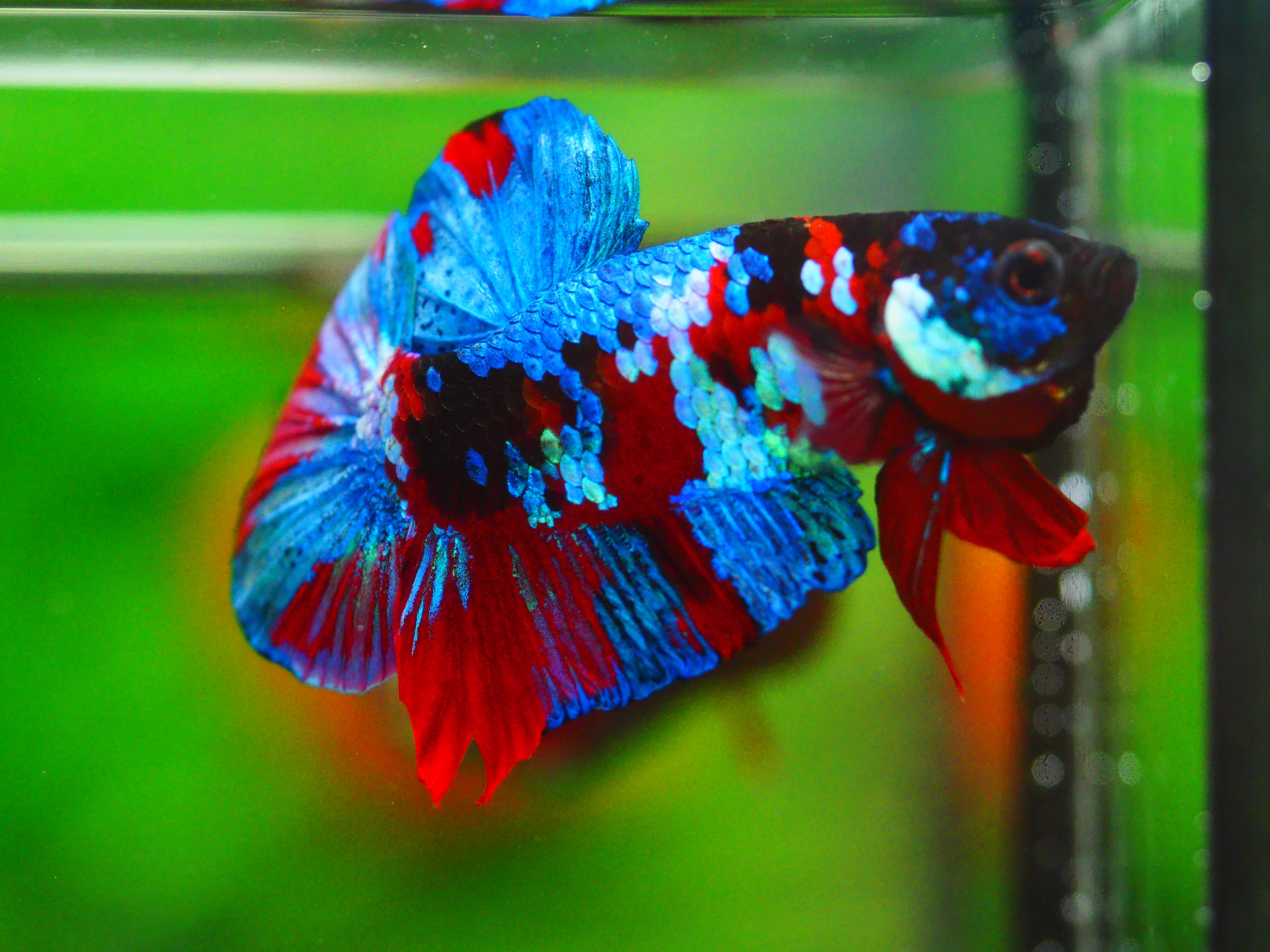 HMPK KOI GALAXY MALE GRADE A +++