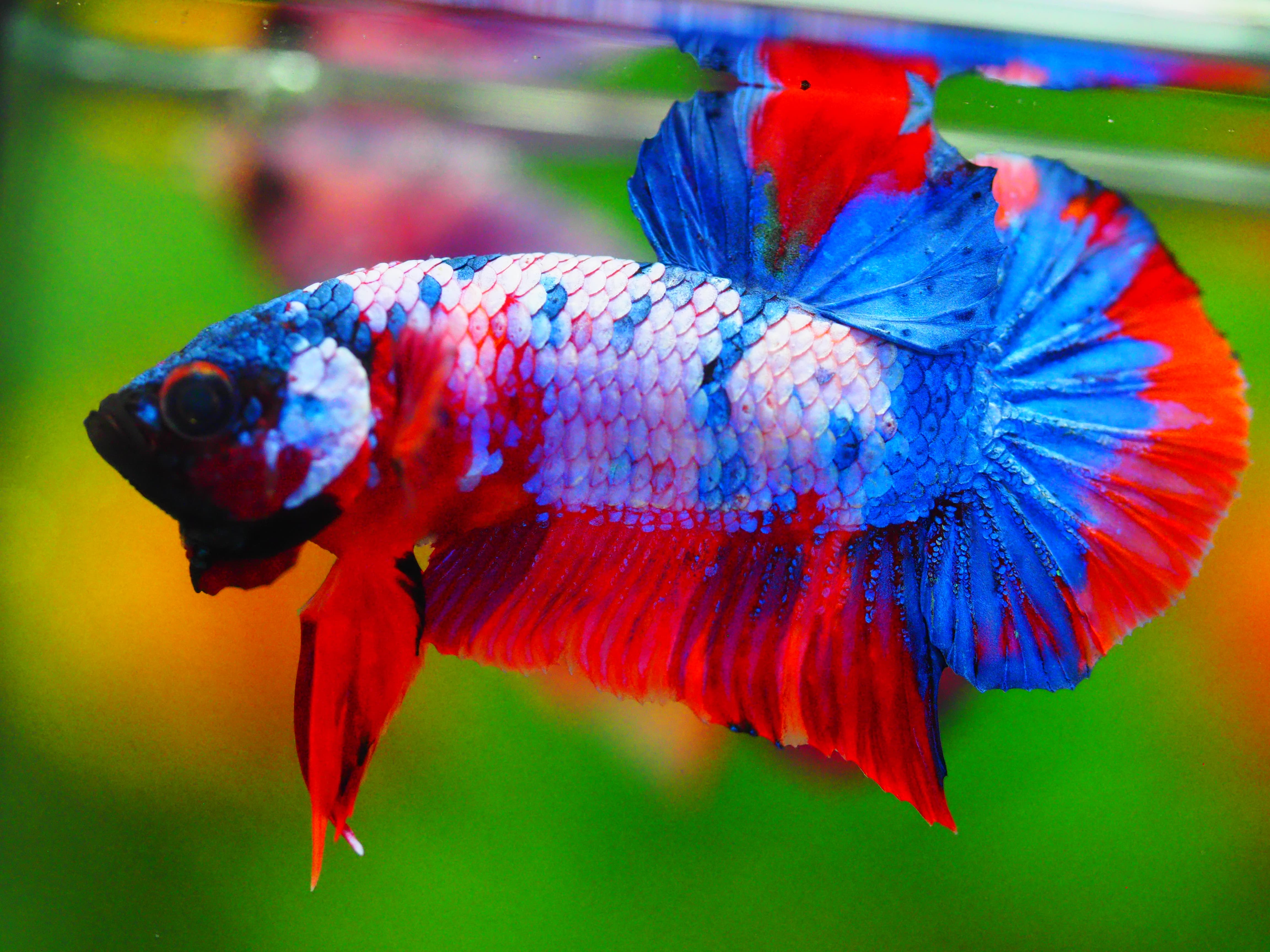 HMPK KOI FANCY MALE GRADE A +++