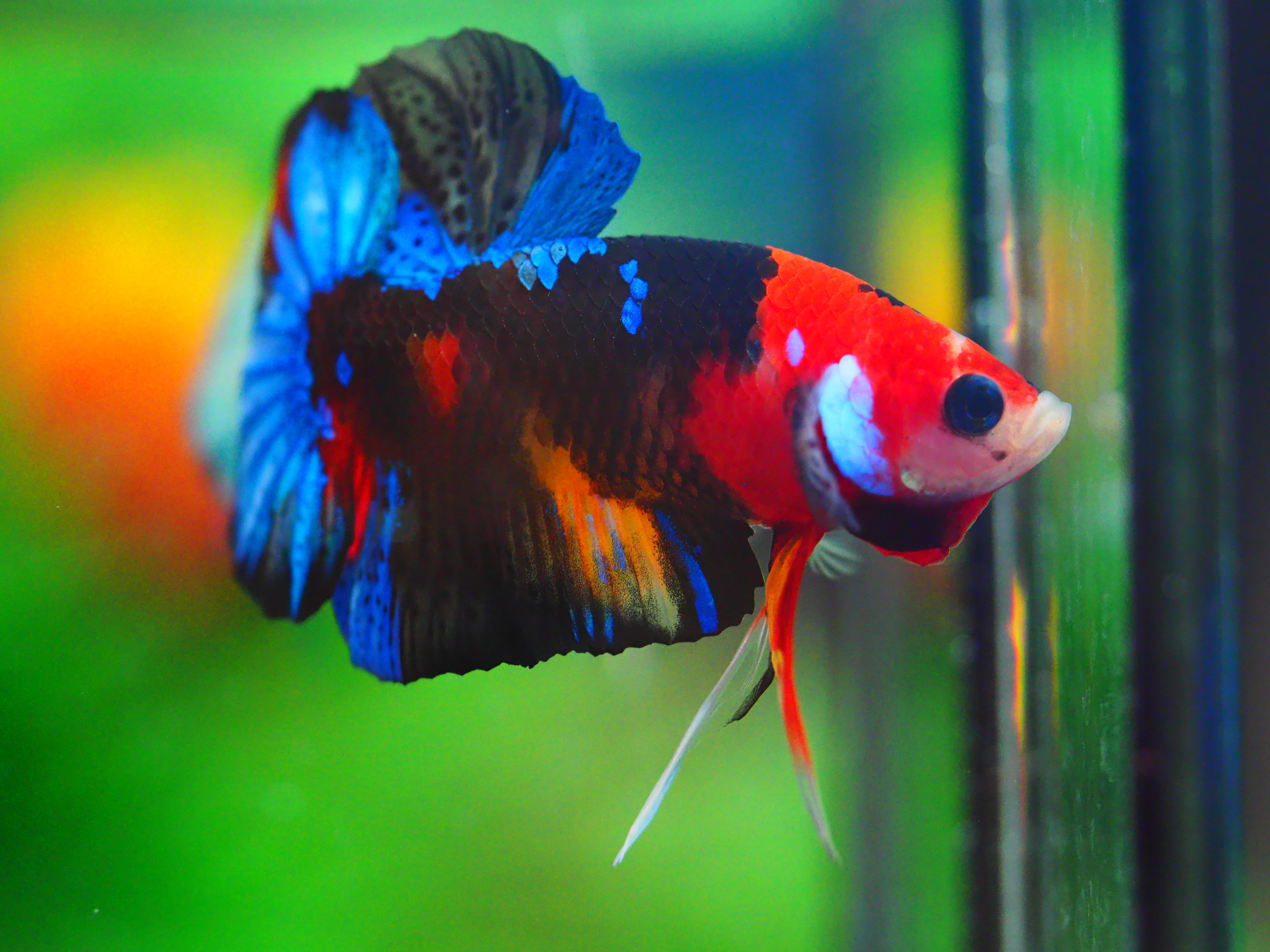 HMPK NEMO GALAXY MALE GRADE A +++