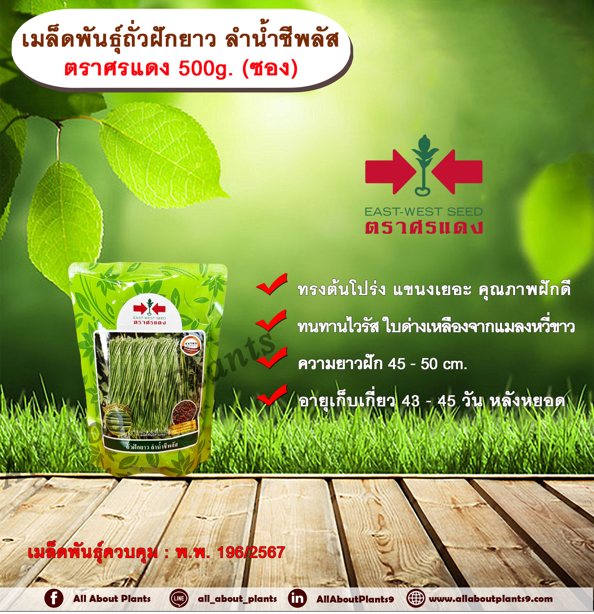 เมล็ดพันธุ์ถั่วฝักยาว ลำน้ำชีพลัส ตราศรแดง 500g. (ซอง) เมล็ดพันธุ์ เมล็ดพันธุ์ผัก เมล็ดพันธุ์พืช เมล็ดพันธุ์ถั่วฝักยาว ทรงต้นโปร่ง แขนงเยอะ คุณภาพฝักดี ทนทานไวรัส ใบด่างเหลืองจากแมลงหวี่ขาว ผลผลิตสูงเมล็ดพันธุ์ควบคุม ศรแดง ถุง