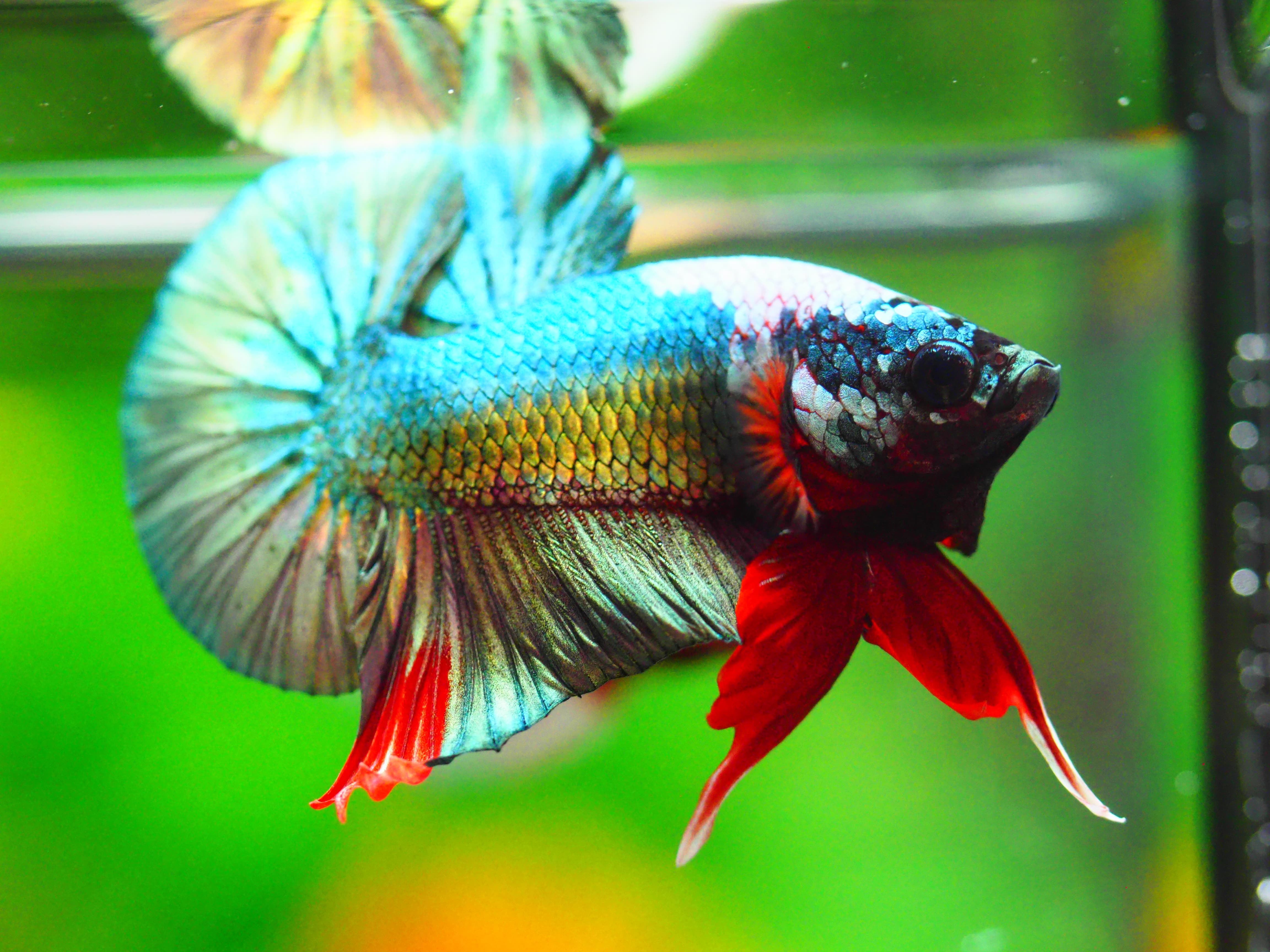 HMPK COPPER FANCY MALE GRADE A +++