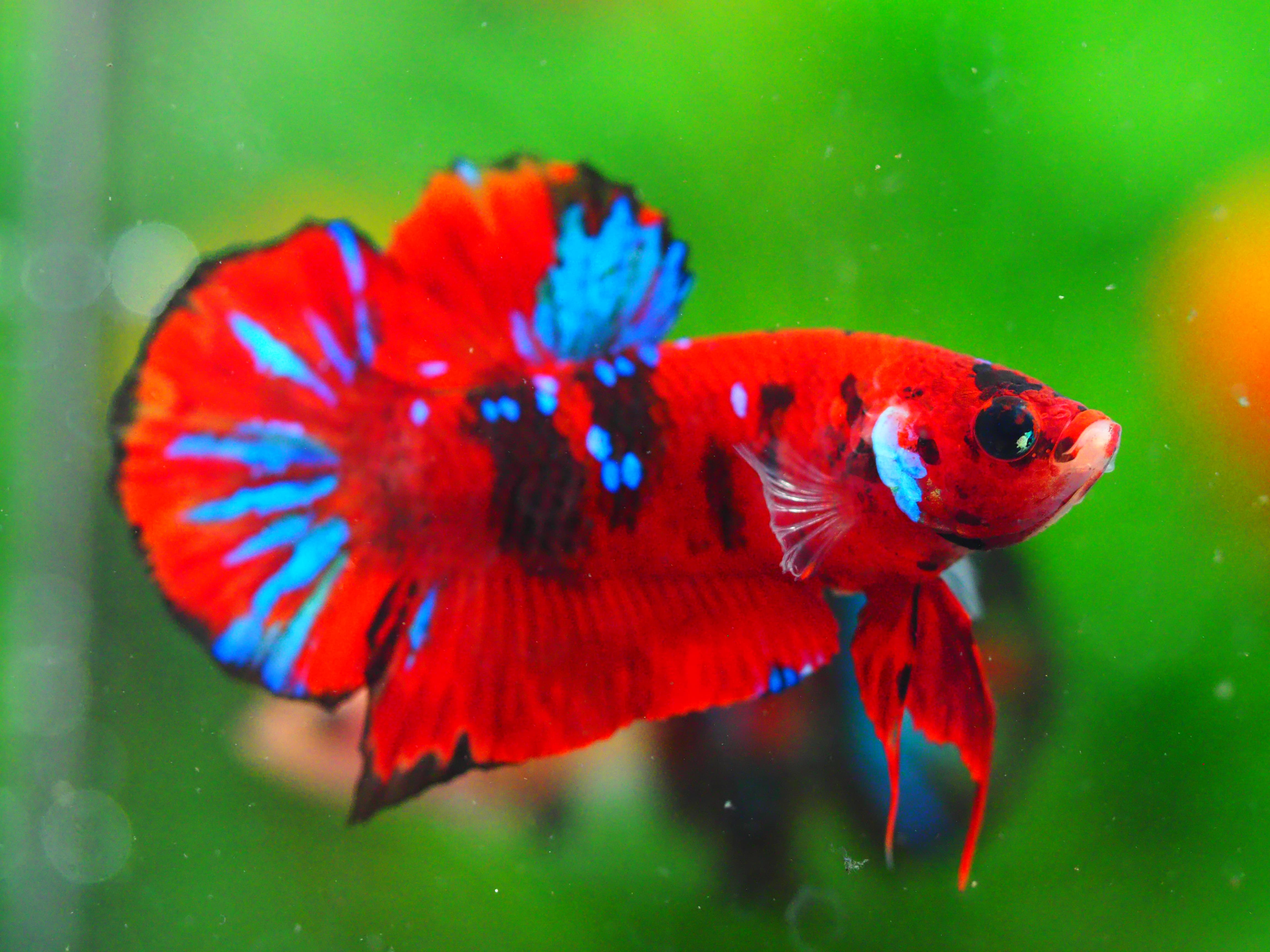 HMPK KOI GALAXY MALE GRADE A +++